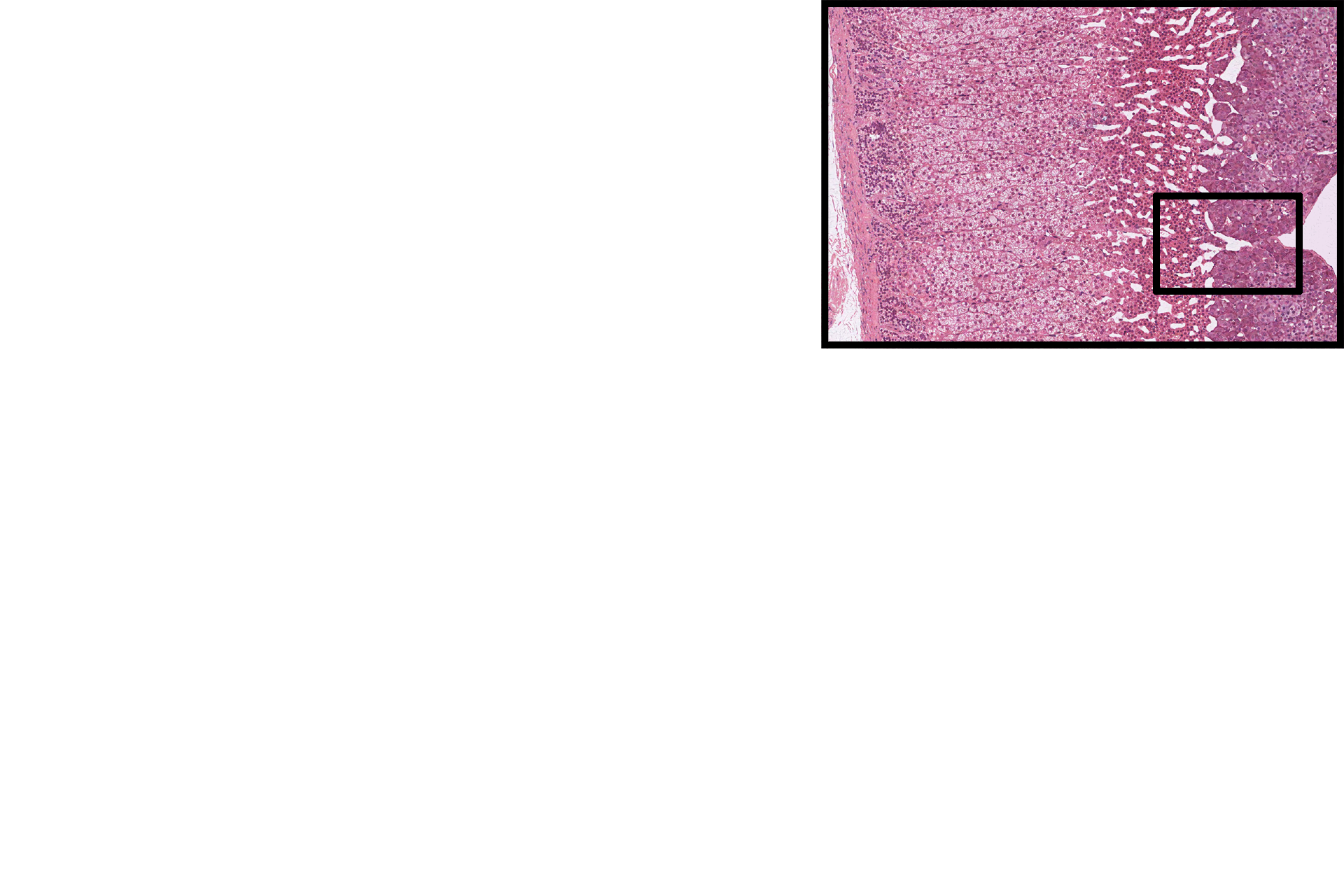 Section location > <p>The location of this image is indicated in the inset panel.</p>
