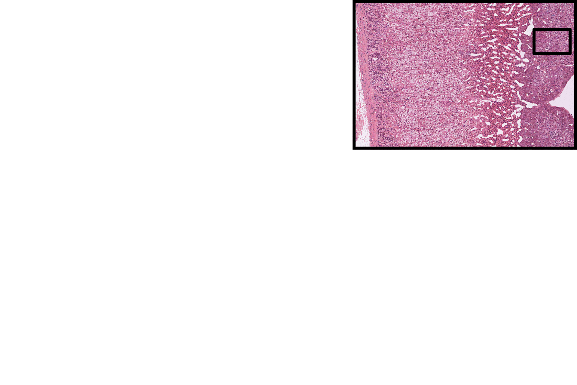 Section location > <p>The location of this image is indicated in the inset panel.</p>
