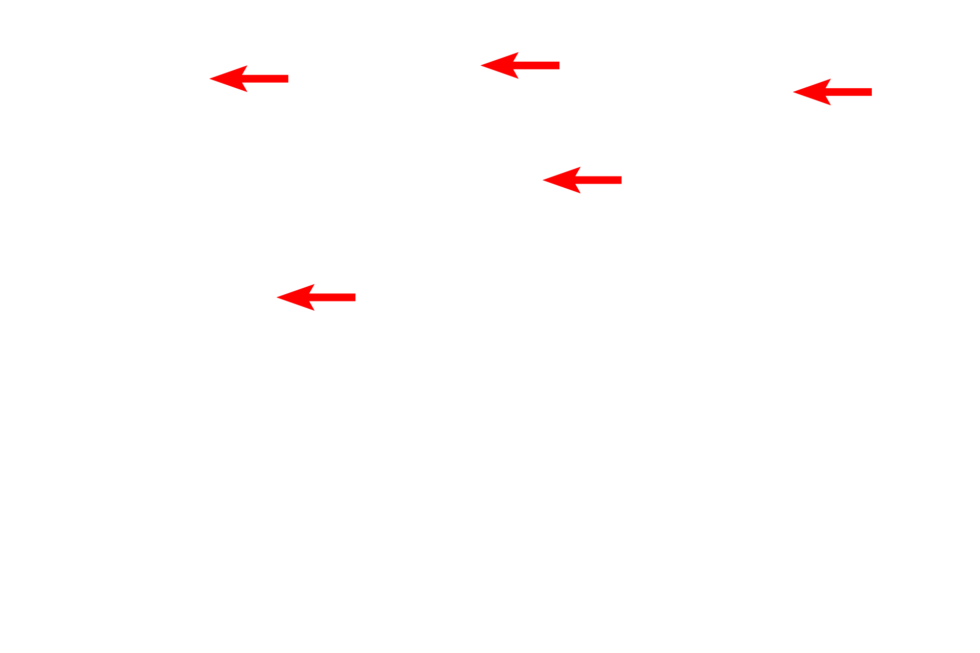 Chief cells > <p>Chief cells, the source of digestive enzymes in the stomach, are exocrine gland cells. Their secretory granules are oriented toward the lumen of the gland by which they gain access to stomach contents.</p>
