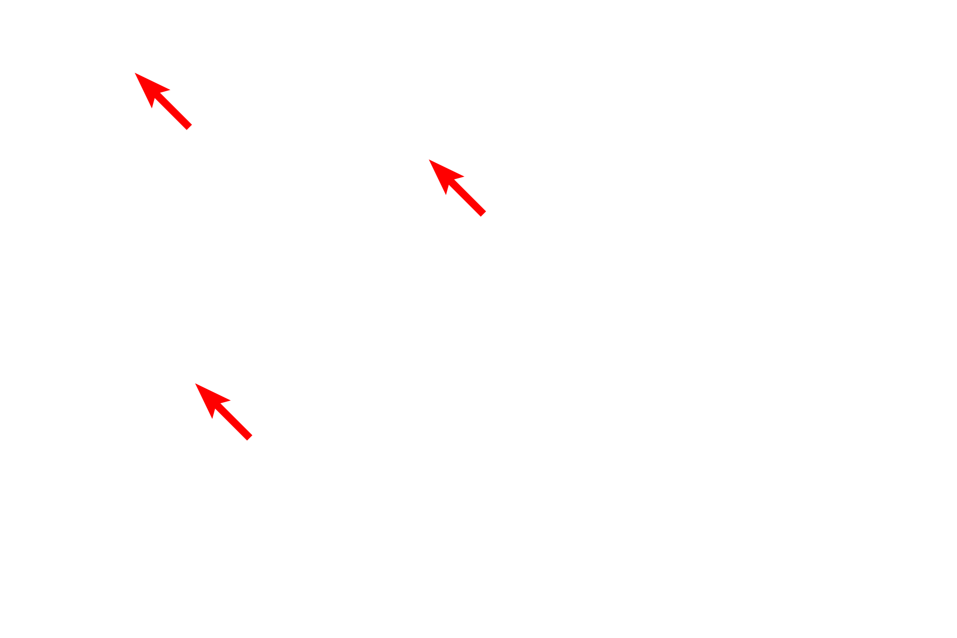 Lumens of gastric glands <p>Chief cells, the source of digestive enzymes in the stomach, are exocrine gland cells. Their secretory granules are oriented toward the lumen of the gland by which they gain access to stomach contents.</p>

