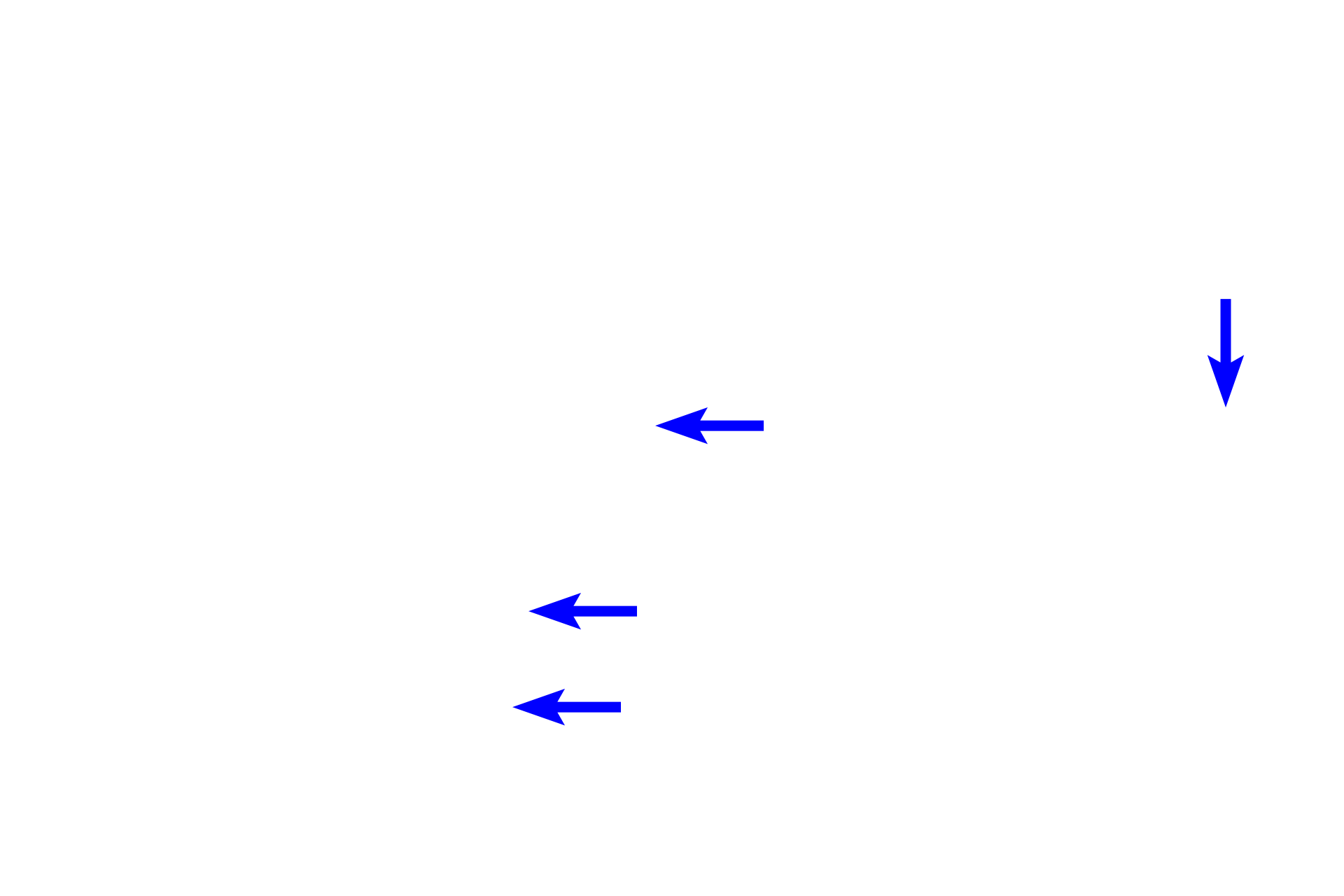 Leydig cells <p>Clusters of steroid-secreting cells (called Leydig cells) are located between the seminiferous tubules of the testis, where they secrete androgens.  The cytoplasm of these cells is filled with the lipid droplets typical of steroid-secreting cells.  The ovary in the female also contains clusters of steroid-secreting cells.  400x</p>
