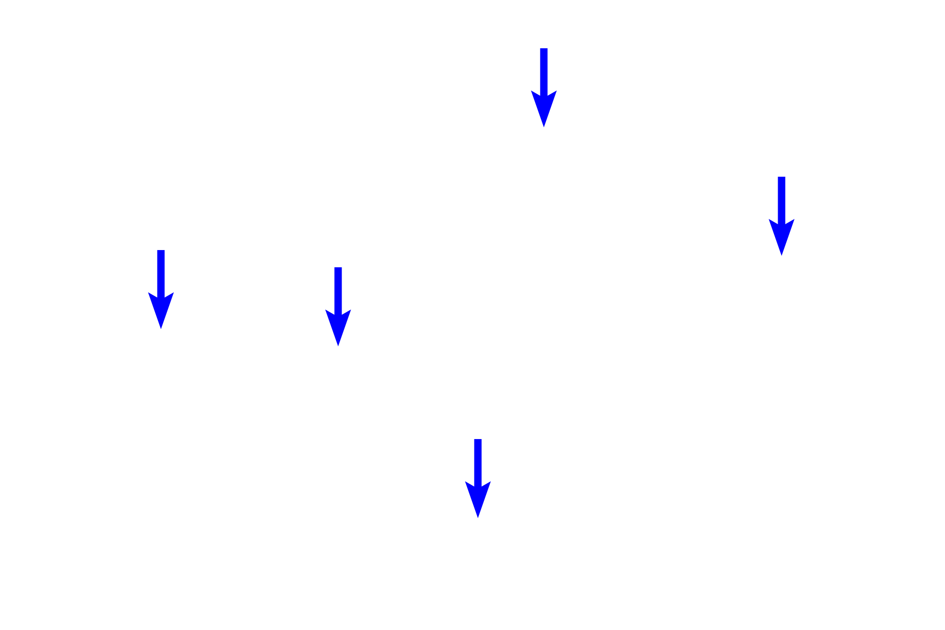  - Lipid droplets <p>Steroid-secreting cells are usually spherical with a central nucleus. These cells are filled with lipid droplets, producing a frothy appearance to the cytoplasm.  These cells are rich in SER and possess mitochondria with tubular cristae to aid in the production of the steroid hormones.</p>

