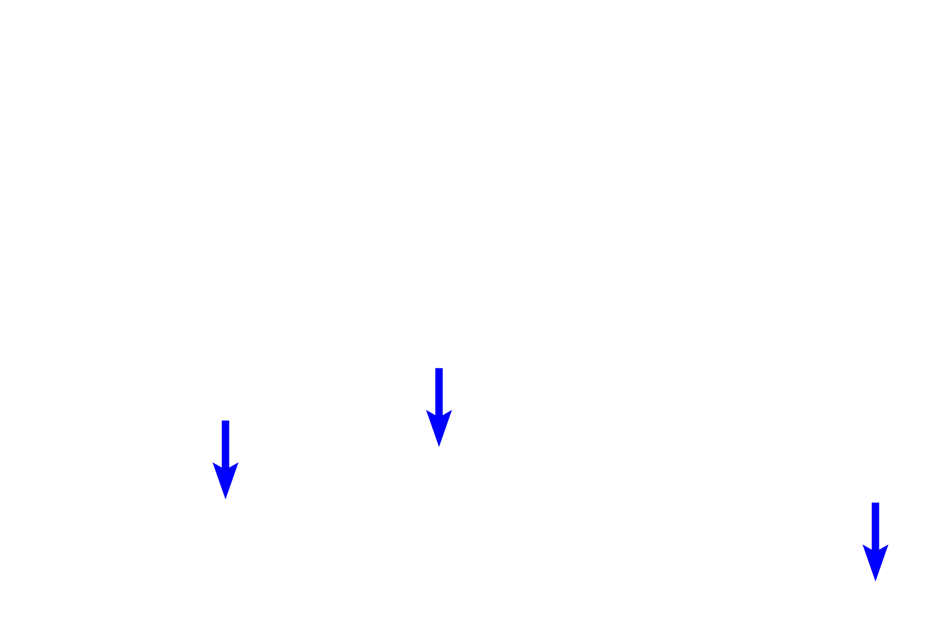  - Red blood cells <p>Like peptide-secreting organs, steroid-secreting organs also possess fenestrated capillaries.  In the adrenal gland, shown here, these capillaries have a wide diameter.</p>
