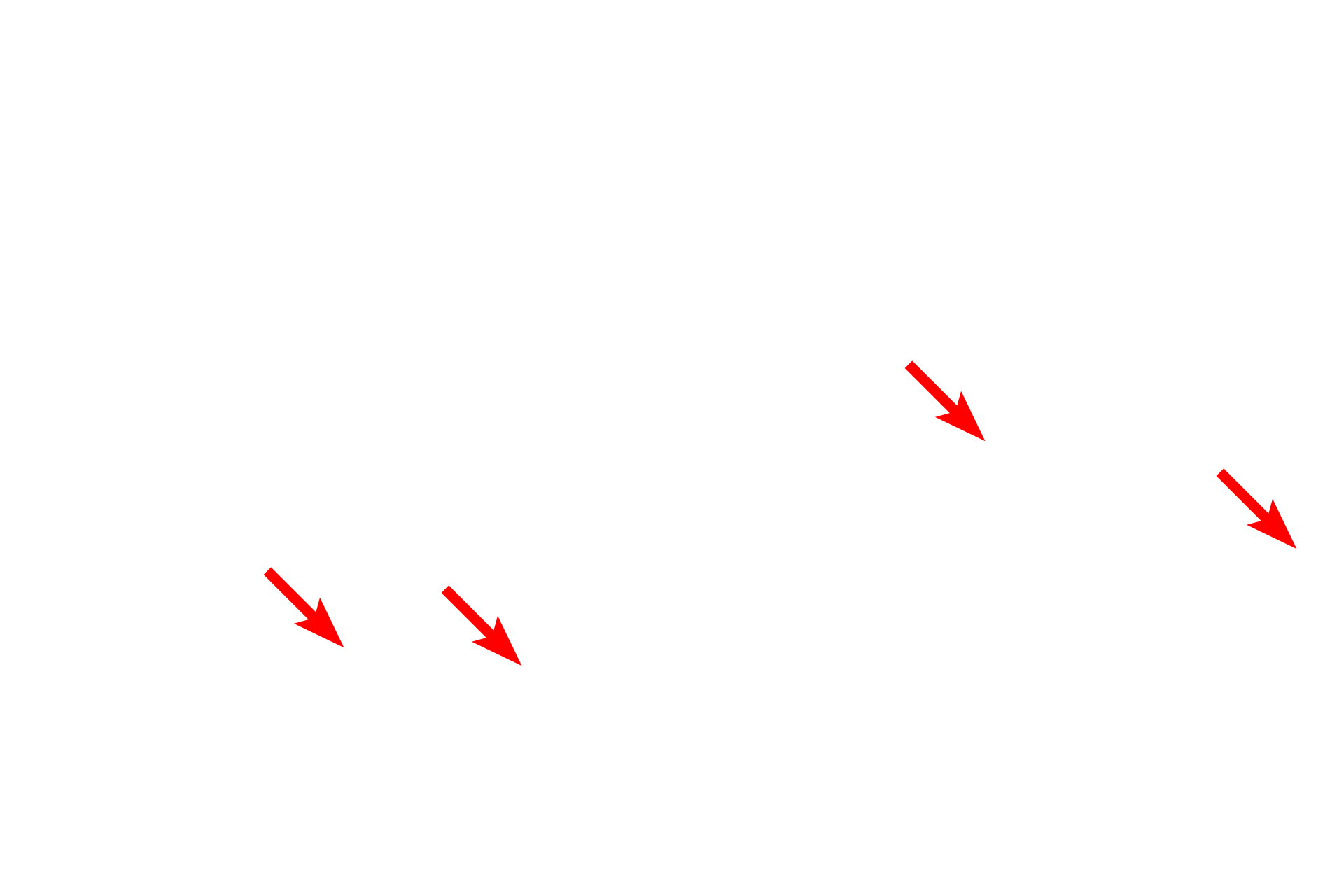  - Mitochondria <p>Clusters of endocrine cells and endocrine organs are supplied by fenestrated capillaries, which greatly facilitate the entry of hormone into the blood stream.  In endocrine organs these fenestrations have a nonmembranous diaphragm across the opening.  Endocrine pancreas  28,000x</p>
