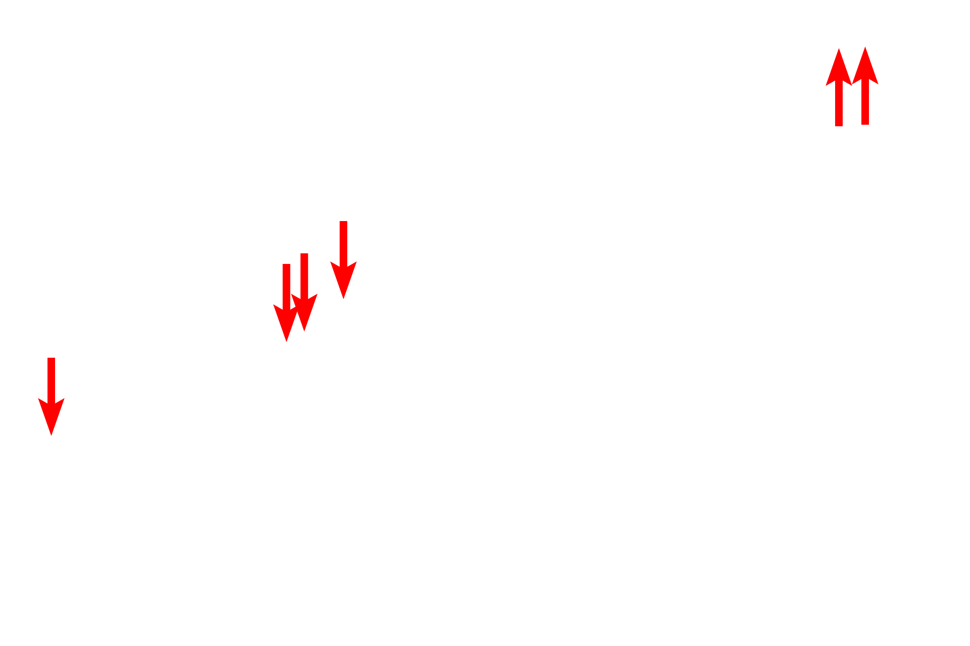 Fenestrated endothelium <p>Clusters of endocrine cells and endocrine organs are supplied by fenestrated capillaries, which greatly facilitate the entry of hormone into the blood stream.  In endocrine organs these fenestrations have a nonmembranous diaphragm across the opening.  Endocrine pancreas  28,000x</p>
