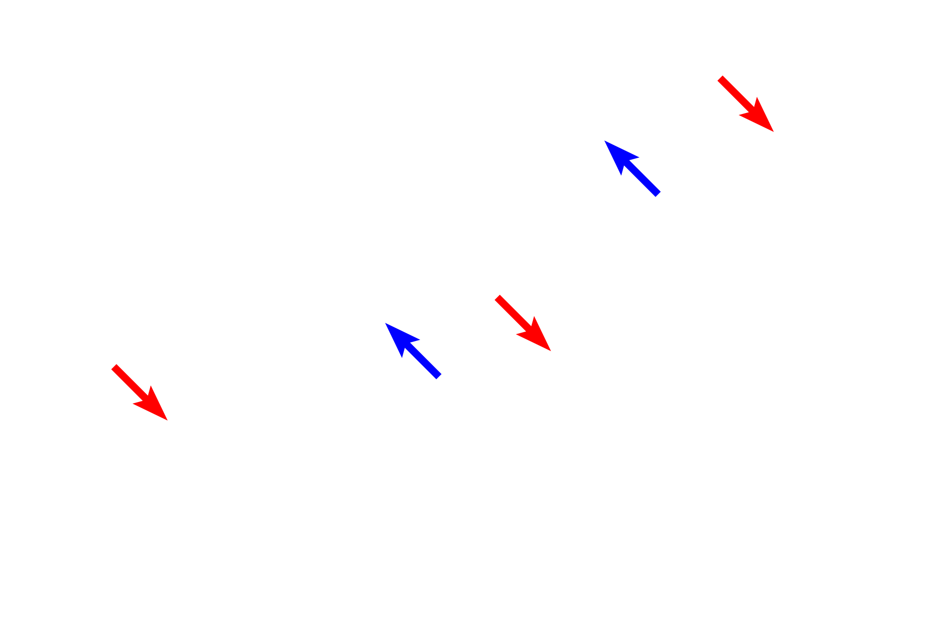 Basal laminae > <p>A basal lamina is present beneath the endothelial cells (blue arrows) as well as the endocrine cell (red arrows), as both are types of epithelia.</p>
