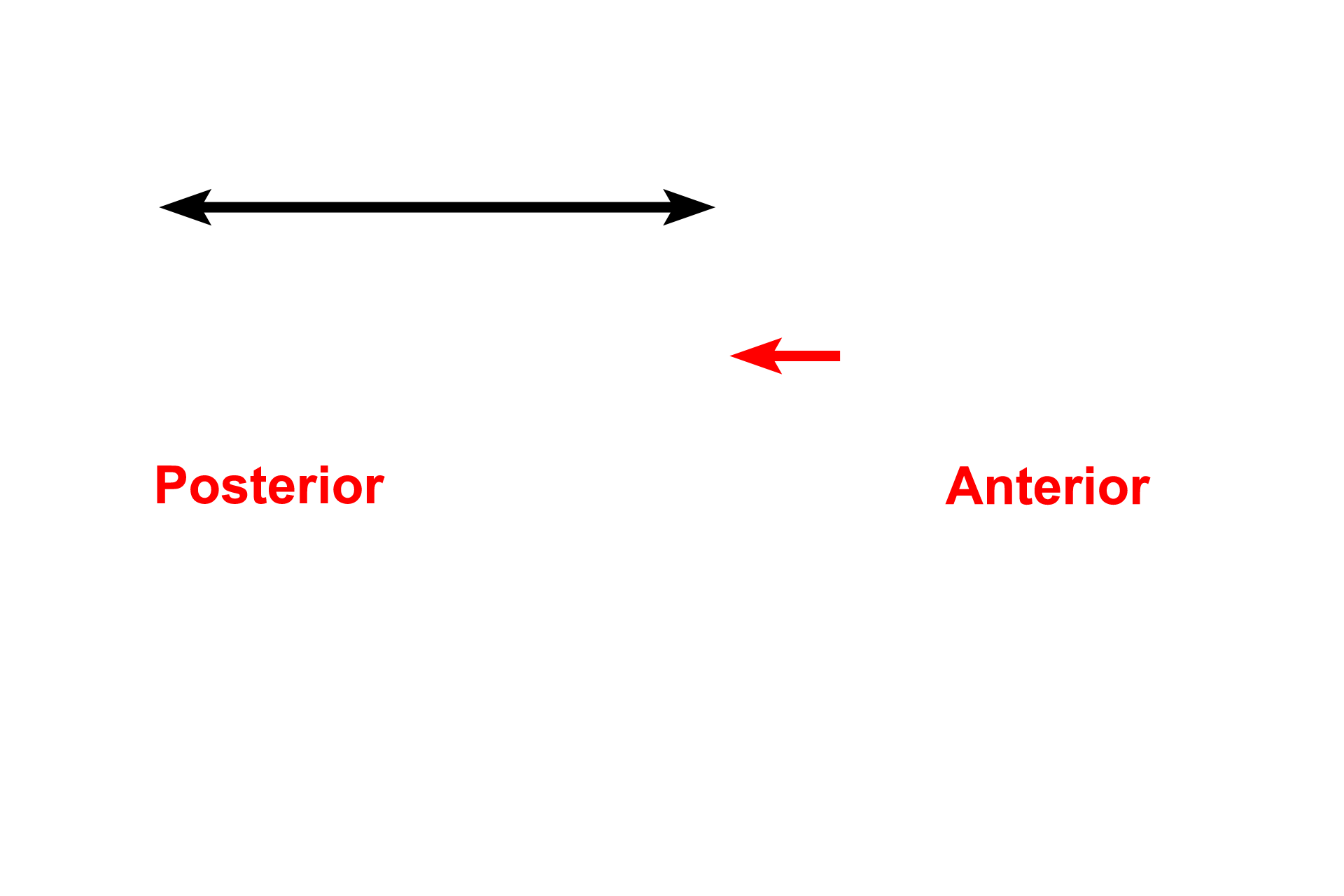 Hypothalamus > <p>The hypothalamus (black arrow) of the brain exerts a major controlling influence over the pituitary gland.  Hypothalamic neurons either directly produce neurohypophyseal hormones or indirectly stimulate or inhibit the production of adenohypophyseal hormones via a vascular connection.  The optic chiasm (red arrow) is shown for reference.</p>
