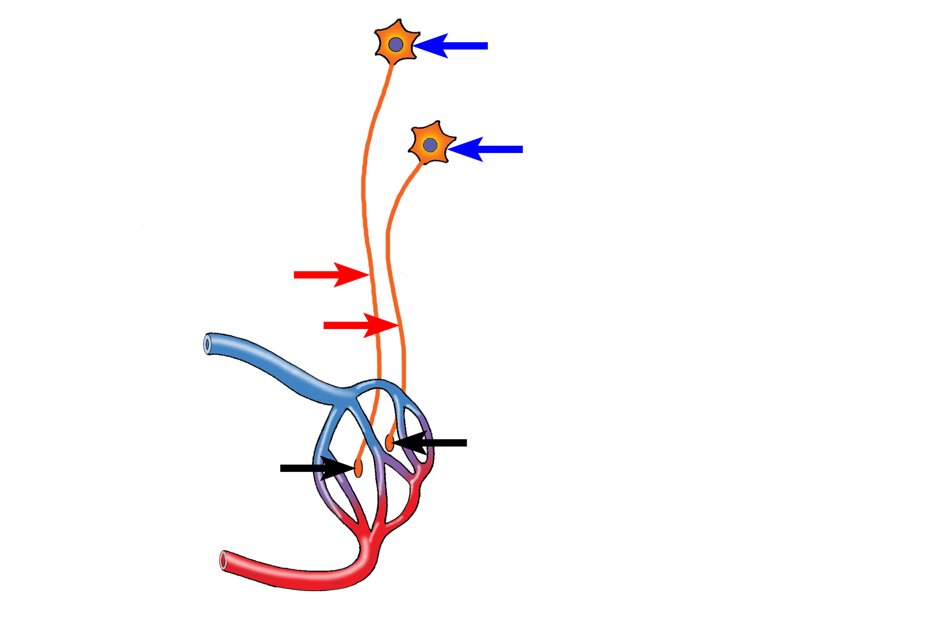  - Secretion > <p>Axons (red arrows) of neurons originating in supraoptic and paraventricular nuclei (blue arrows) of the hypothalamus terminate in the pars nervosa as enlargements called Herring bodies (black arrows).  The hormones produced by these neurons, vasopressin and oxytocin, are stored in and released from the Herring bodies into the blood stream for distribution throughout the body.</p>
