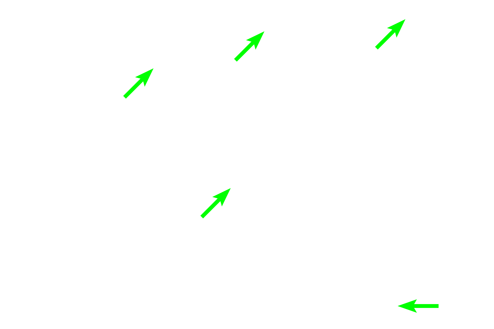 Capillaries <p>Pituicytes are astrocyte-like cells in the pars nervosa and infundibulum.  Pituicytes support the tissue and associate with the Herring bodies.</p>
