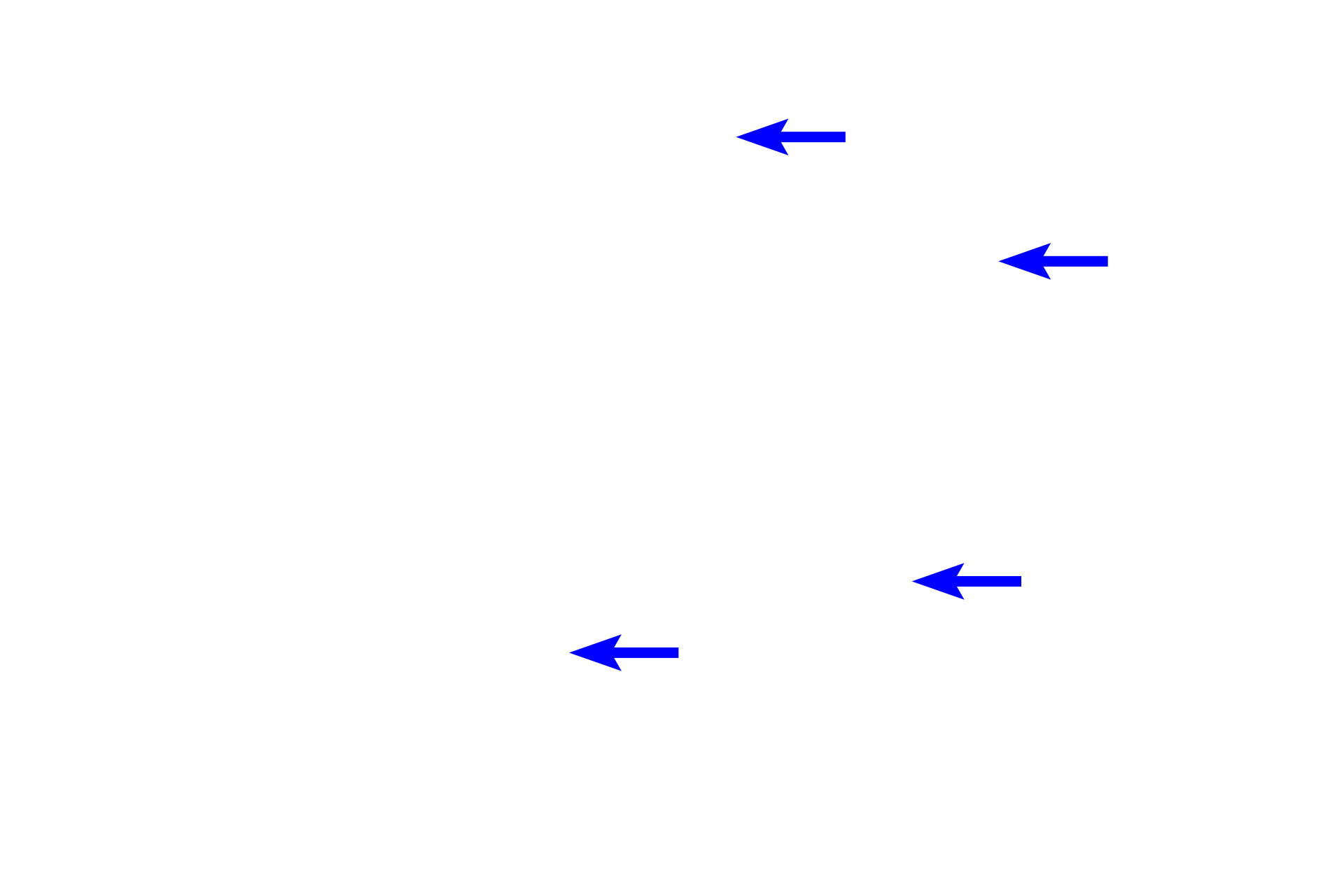 Pituicytes <p>The main hormones released from the pars nervosa are oxytocin and vasopressin, actually synthesized by paraventricular and supraoptic neurons located in the hypothalamus.  Hormone-containing granules are transported down the axons of these neurons and accumulate in their expanded terminals called Herring bodies.  Pituicytes surround Herring bodies and assist hormone storage and release.  1000x</p>
