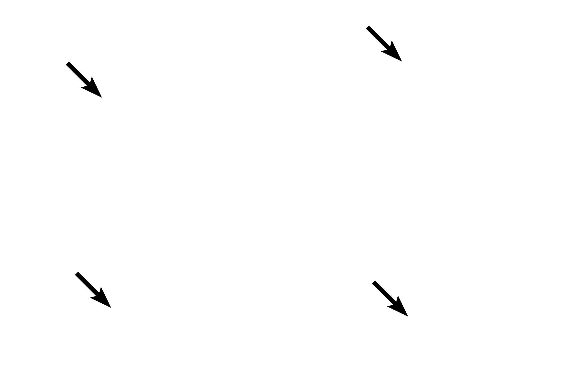 Granules > <p>Neutrophils readily move from the blood to sites of tissue inflammation, infection and trauma. They form the first line of defense in the body against invading microorganisms and, along with macrophages, are the major phagocytic cells in tissues. Their weakly-stained specific granules contain a number of enzymes that aid in their migration through tissue as well as in their phagocytic function. The less numerous azurophilic (blue-staining) granules are common to all granulocytes.</p>
