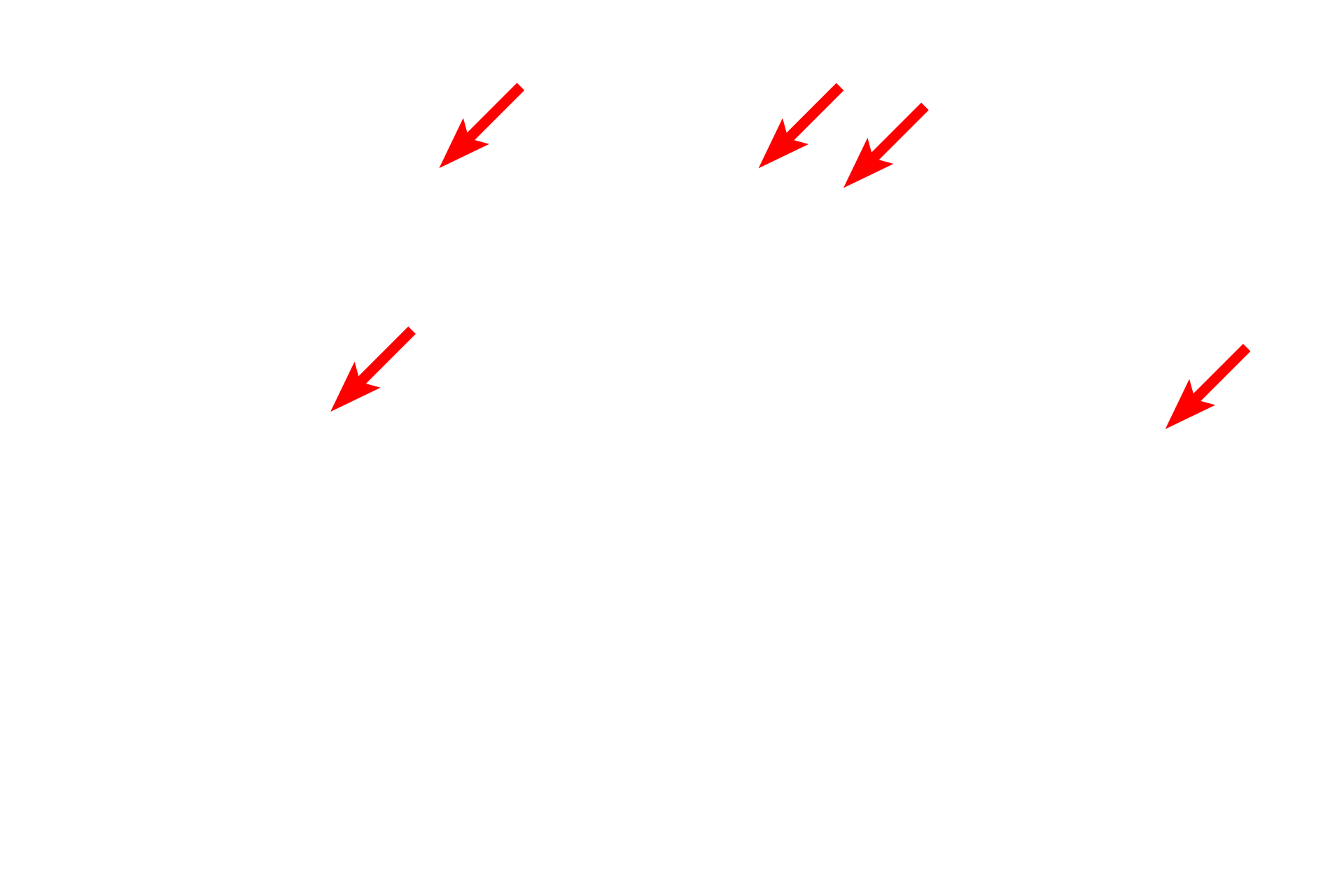 Mitochondria <p>This electron micrograph shows a neutrophil that has migrated into connective tissue. The neutrophil contains specific granules, as well as nonspecific, azurophilic granules, which are lysosomes common to all granulocytes. Neutrophils are involved with destruction of phagocytosed matter, especially bacteria, and constitute the first line of defense in the body. 7000x</p>
