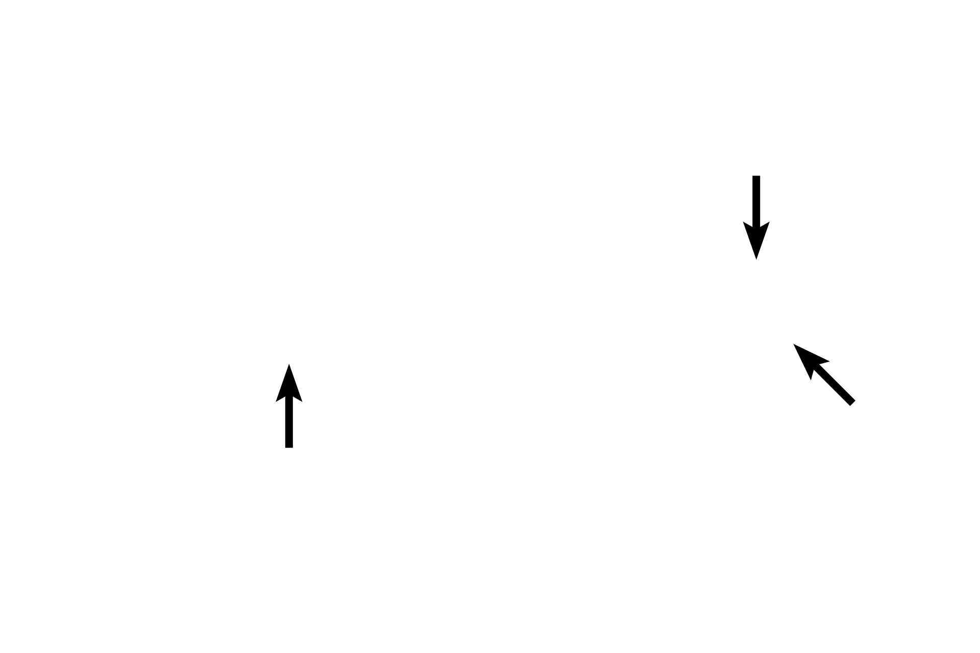 Granules > <p>The large, specific granules of basophils contain heparin and histamine.</p>
