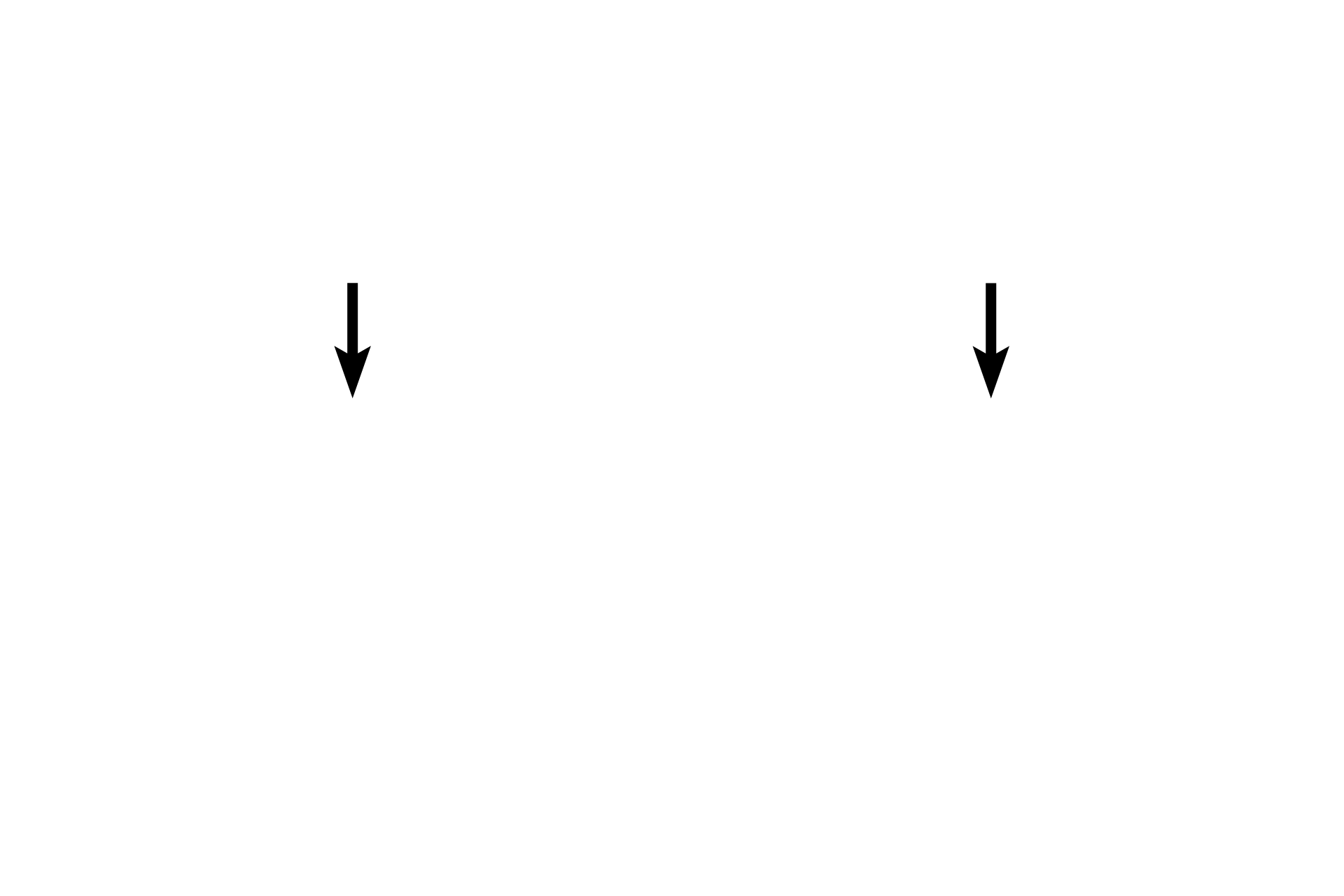 Nucleus <p>Monocytes are large agranulocytes with a nucleus that is usually horseshoe shaped and eccentrically located. The cytoplasm is abundant, blue-grey and grainy. Monocytes only become active after they migrate into the connective tissues, where they differentiate into phagocytic cells, such as macrophages, osteoclasts and Kupffer cells. 1000x</p>

