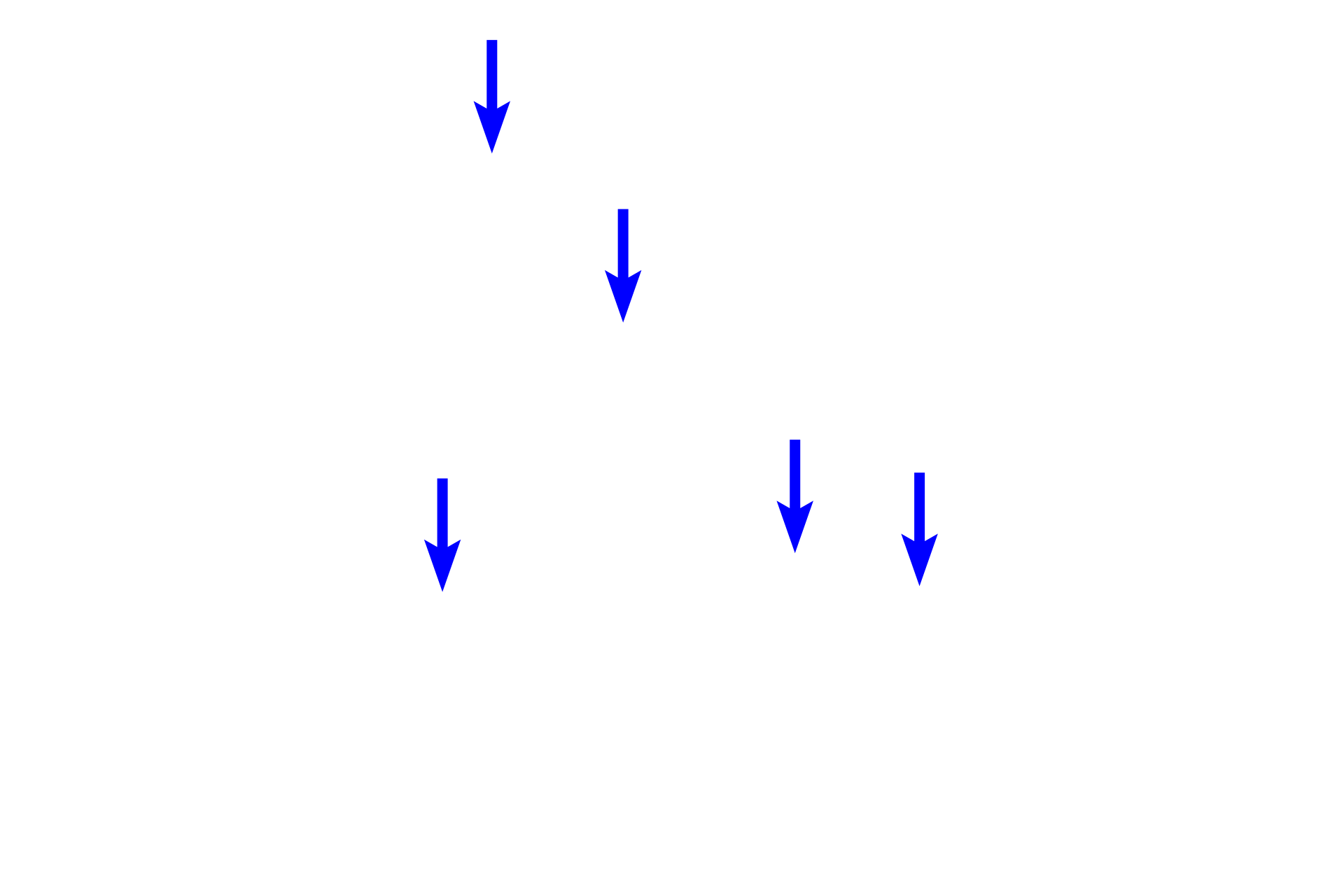  - Sinsuoids > <p>Newly formed erythrocytes, granulocytes, B lymphocytes, monocytes and platelets enter the circulatory system by traversing thin-walled sinusoids (discontinuous capillaries) in the marrow.  Sinusoids are eosinophilic due to their large proportion of mature erythrocytes that greatly outnumber white blood cells.</p>
