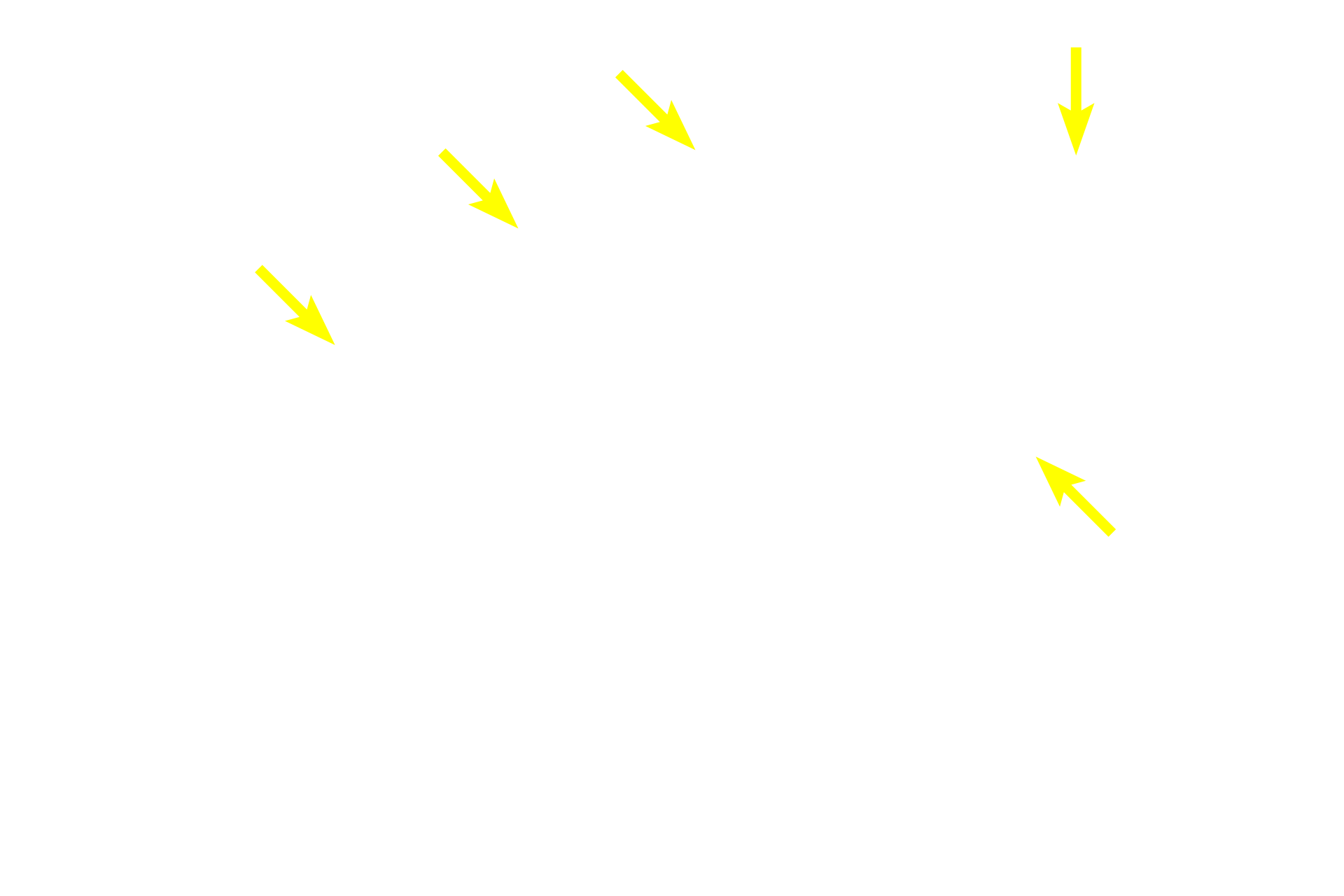  - Proliferating cells <p>Cells at the periphery of the acini proliferate and, as they are pushed toward the center of the acinus, accumulate lipid (sebum) and degenerate, eventually filling the center of the acinus.  These dead cells, and the sebum they contain, are released into a short duct opening onto the hair shaft.</p>
