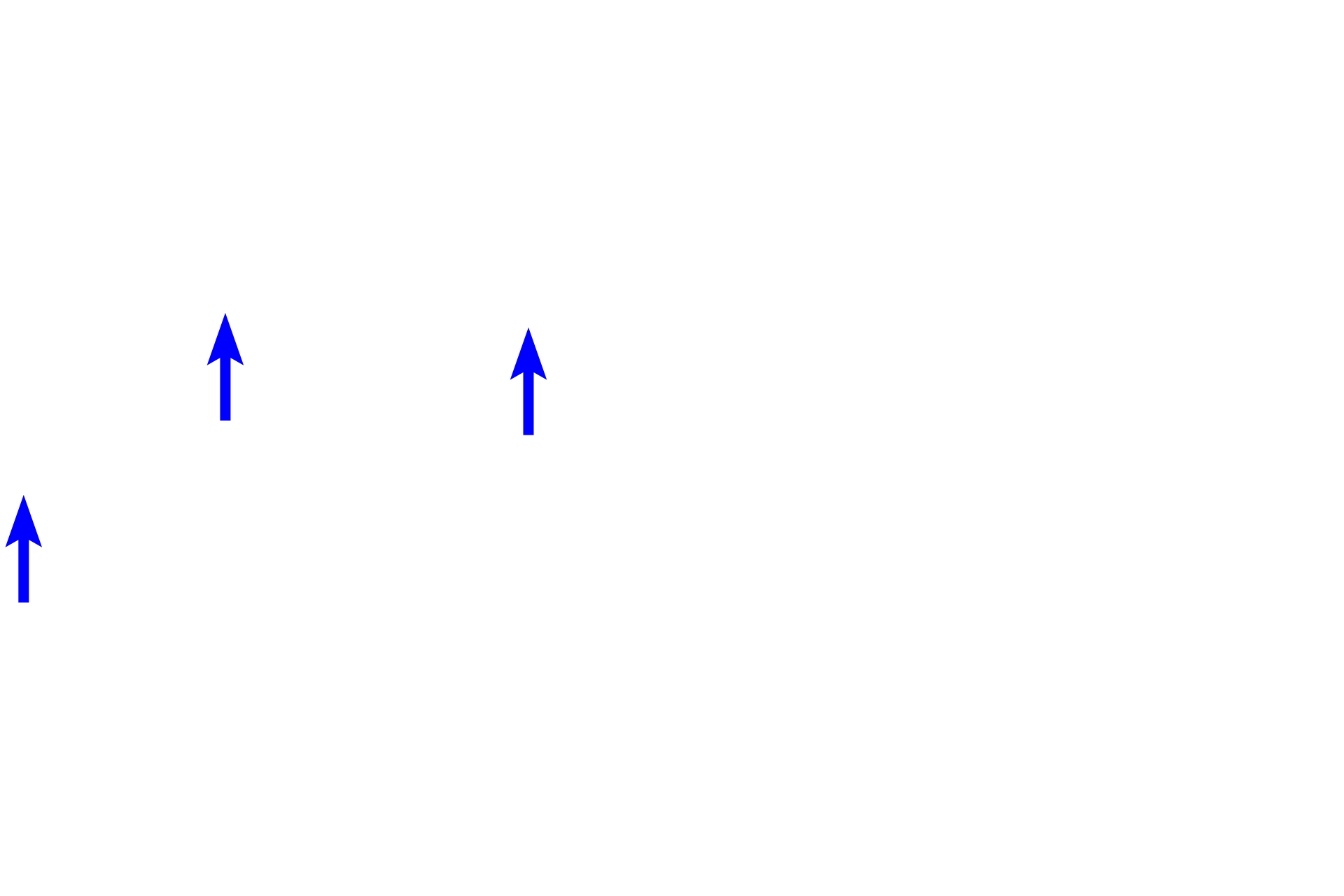 Blood vessels <p>The dermis of skin consists of two layers, a thin papillary layer immediately beneath the epidermis and a thick reticular layer.  The hypodermis lies beneath the skin but is not part of it.  Sweat glands, their ducts, blood vessels and sensory receptors (Pacinian corpuscles), are located deep in the dermis or in the adjacent hypodermis.  Thick skin  40x</p>
