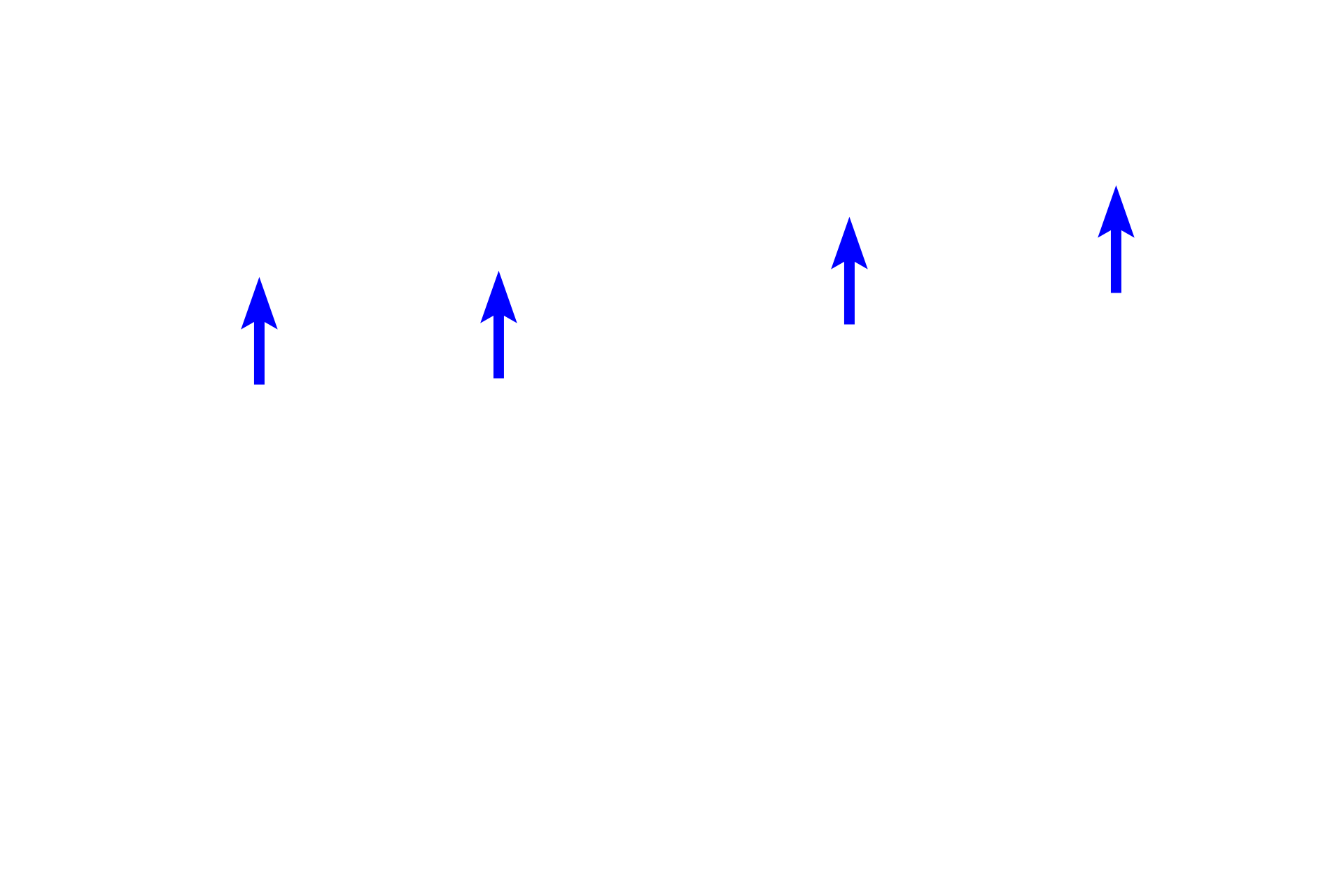  - Epidermal ridges (pegs) <p>The dermis consists of papillary and reticular layers.  The papillary layer, located immediately beneath the epidermis, is composed of loose connective tissue.  The papillary layer contains dermal papillae that alternate with epidermal ridges or pegs (rete ridges or pegs).  The reticular layer is composed of dense, irregular CT and contains large blood vessels, nerves and sometimes sweat glands.  100x</p>
