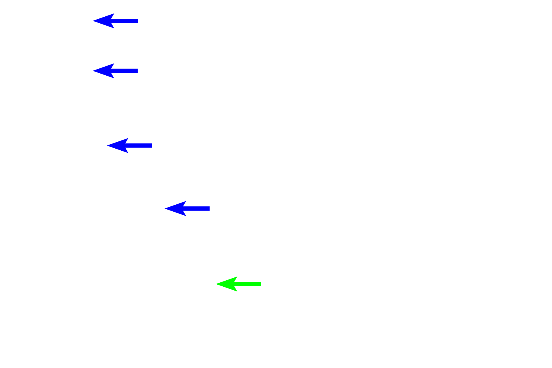 Duct of sweat gland >  <p>Ducts of sweat glands empty onto the surface of the epidermis and as they pass through the epidermal layers they often appear like a corkscrew as seen here.  The point where the duct is exiting from the base of the epidermis is indicated by the green arrow.</p>
