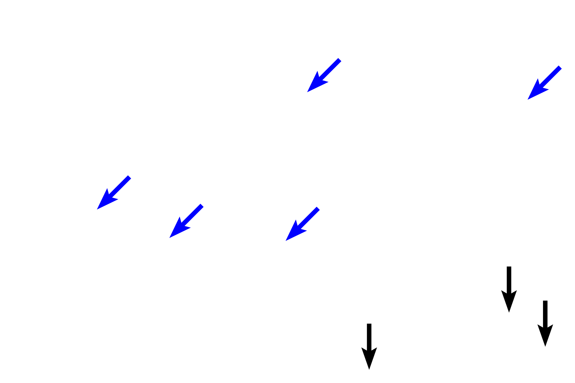 Collagen fibers > <p>The thin collagen fibers of the papillary layer are indicated by blue arrows; the thicker fibers of the reticular layer are indicated by the black arrows.</p>
