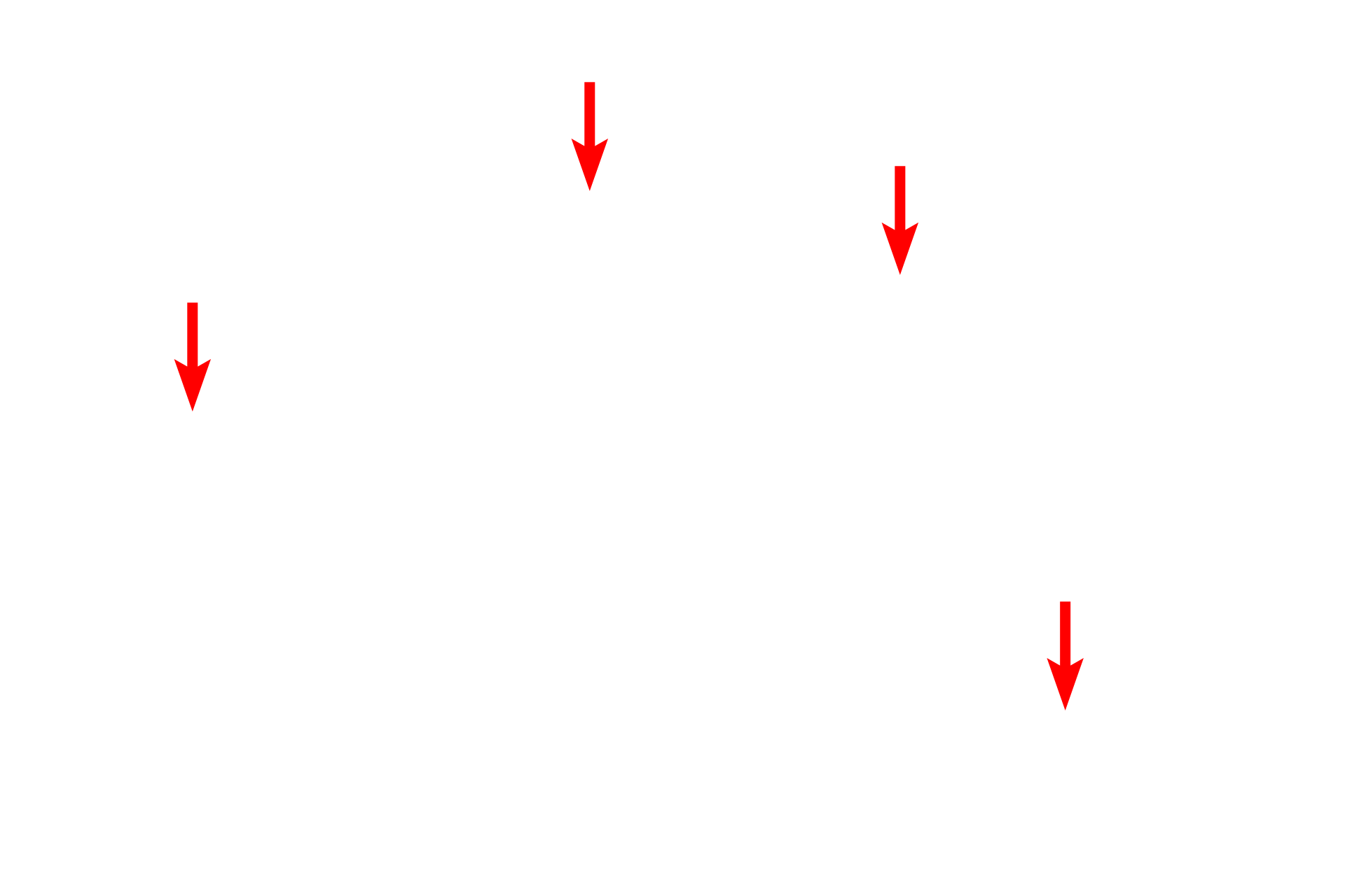 Fibroblast nuclei <p>The narrow papillary layer of the dermis is highly vascular and contains finer caliber collagen fibers and more cells than the reticular layer.  Thicker collagen bundles predominate in the reticular layer.  The darkly-stained elastic fibers interlace with the collagen; together they provide the dermis with elasticity and strength, respectively. Toluidine blue stain, 1000x</p>
