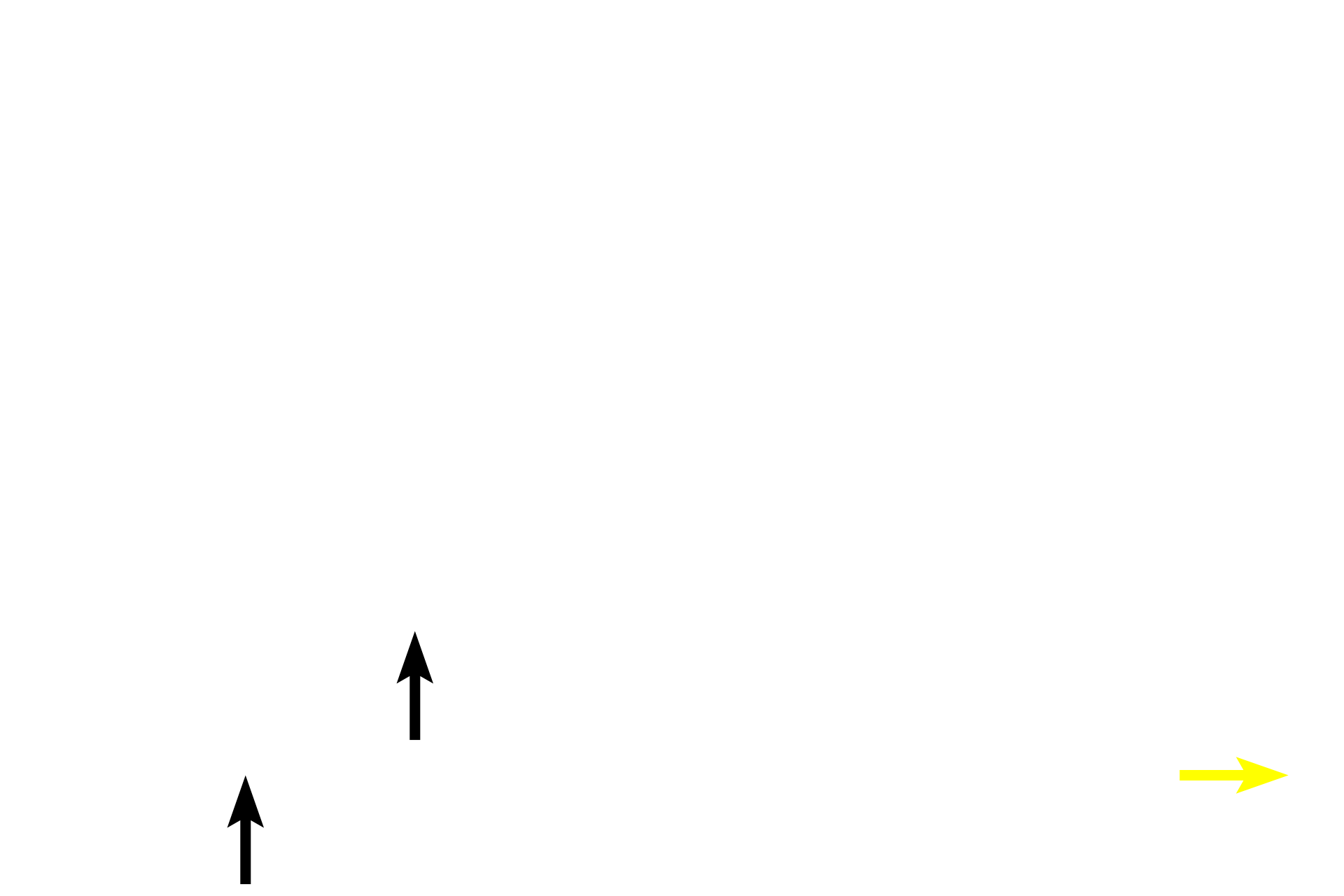  - Melanocytes > <p>Melanocytes are located primarily in the stratum basale, although they can also be found in the stratum spinosum.  Melanocytes synthesize melanin pigment, which they package into melanin granules that are transferred to neighboring keratinocytes.  Melanin provides protection against ultraviolet light.</p>
