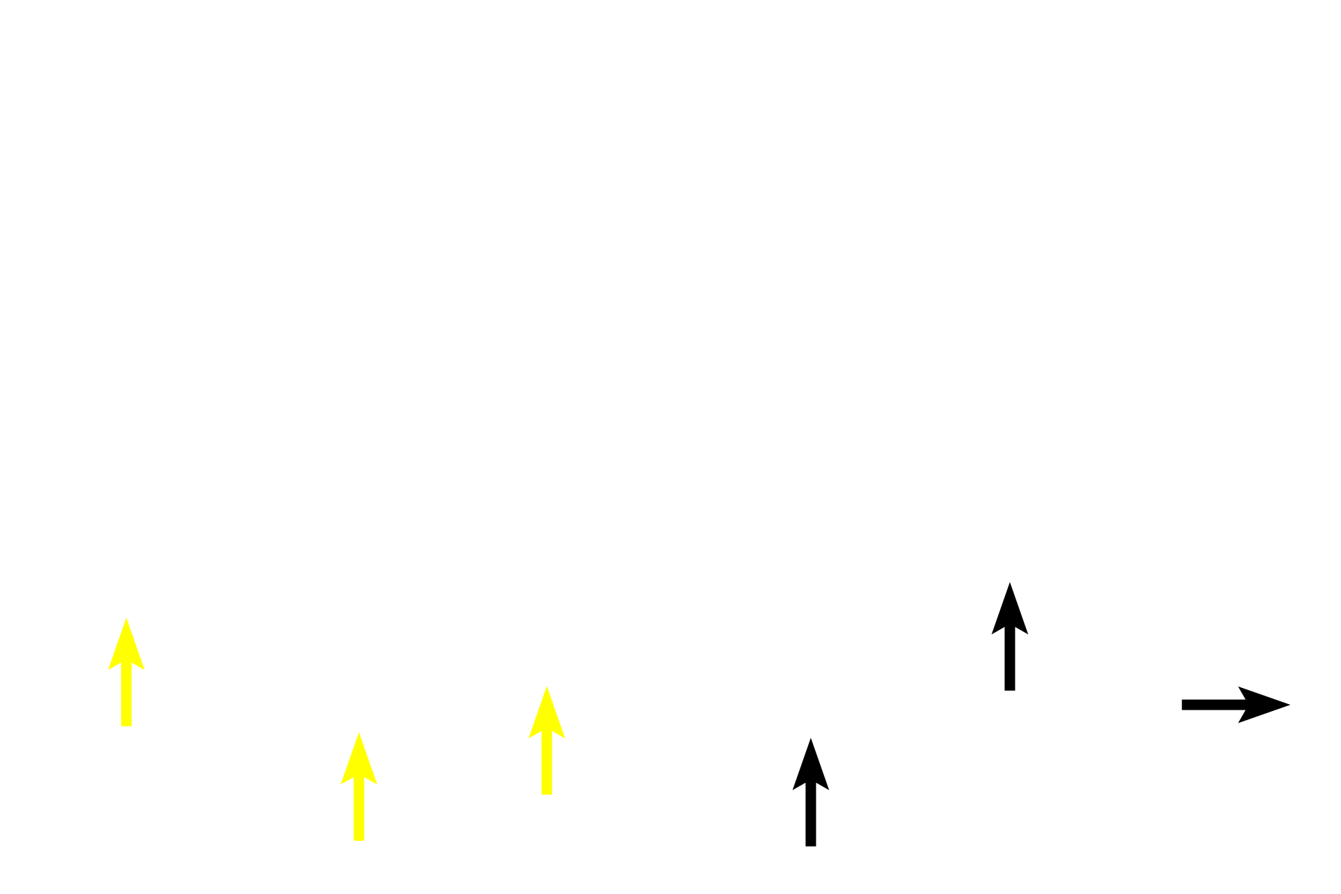  - Stratum basale <p>Skin can be classified as either thick or thin, depending on the thickness of the epidermal layer.  This image compares a diagrammatic representation of thick skin with a photomicrograph of a hematoxylin and eosin-stained section of primate skin.  200x</p>
