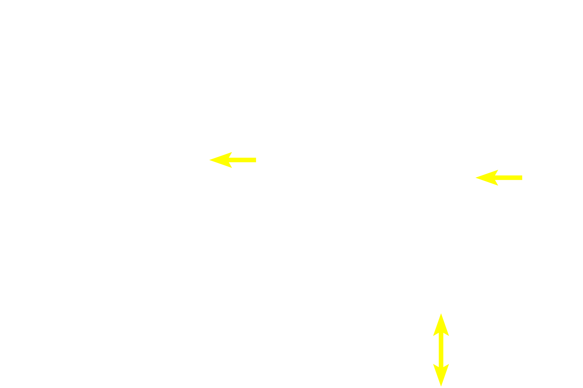  - Connective tissue <p>The muscularis external shows the interlacing bundles of longitudinal, transverse and oblique smooth muscle, as well as intervening connective tissue.  Both a muscularis mucosae and a submucosa are absent in the gall bladder.  400x</p>
