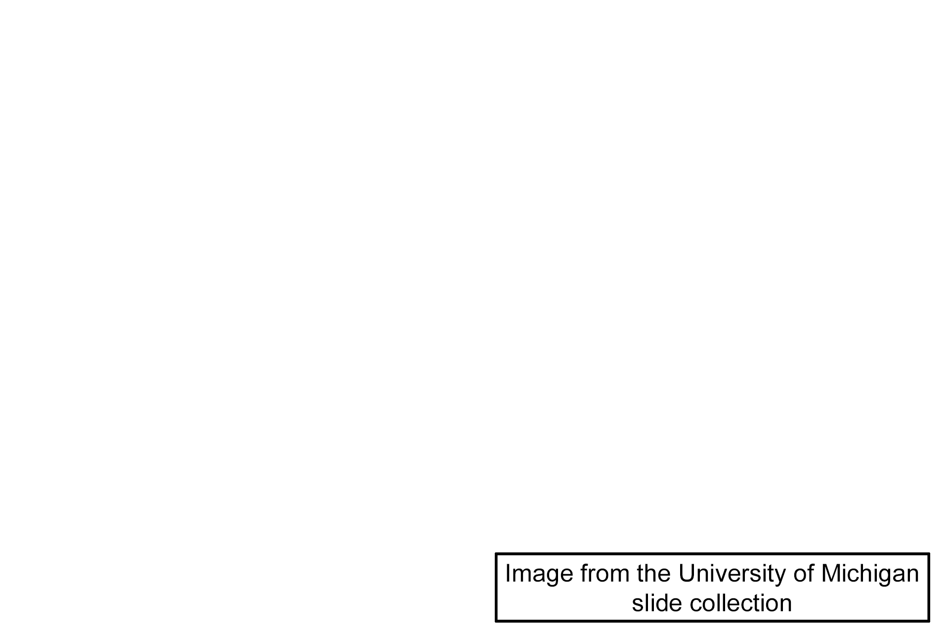 Image source > <p>Image taken of slide in the University of Michigan collection.</p>
