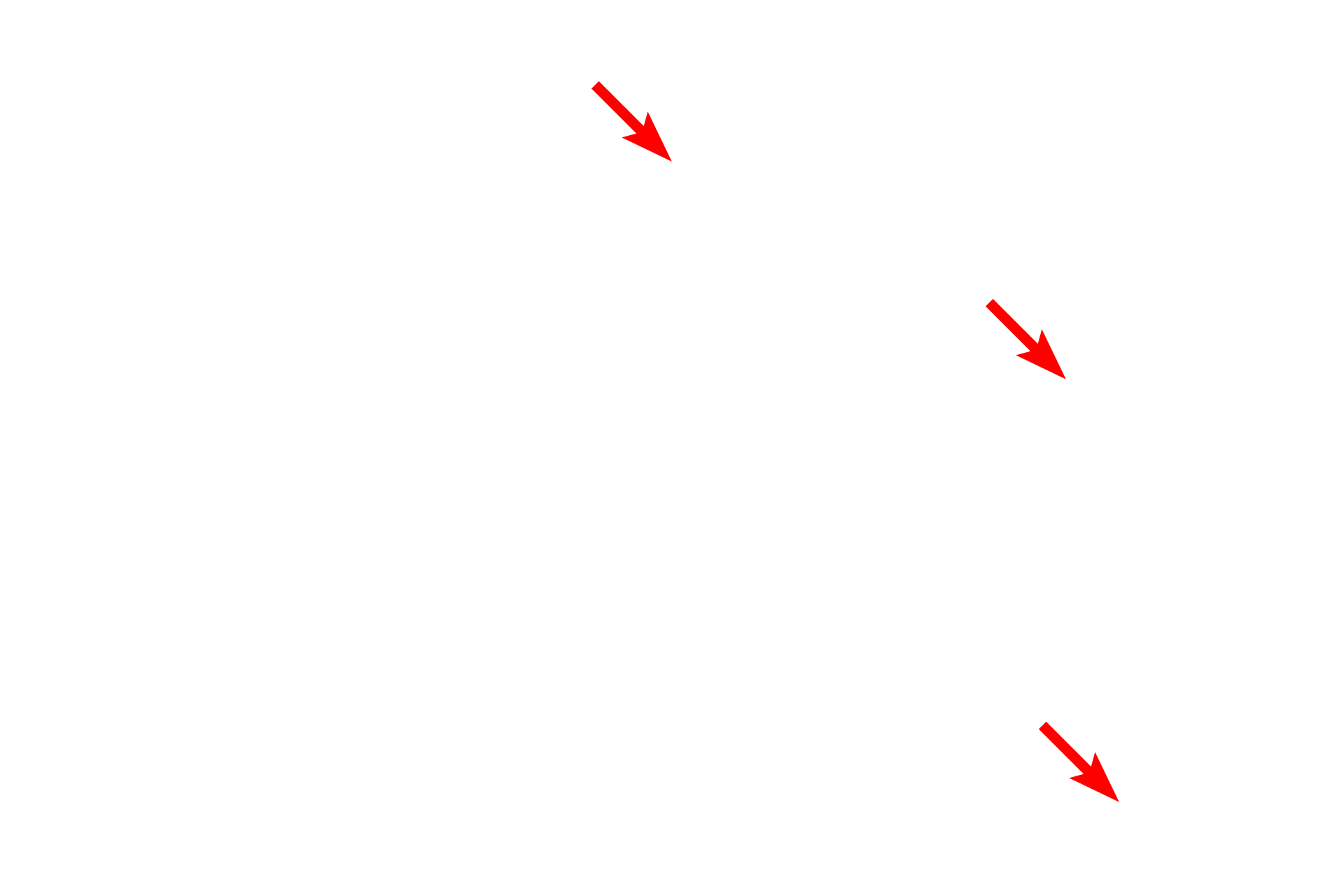  - Mitochondria <p>The liver functions in glycogen storage and mobilization.  These images compare the light microscopic appearance of glycogen in a PAS-stained section (left) with that seen by electron microscopy (right).  About 75% of the blood that enters the liver does so via the hepatic portal vein, which directly drains the organs of the digestive tract.  Thus, the liver is the first organ to receive absorbed nutrients.  1000x, 15,000x</p>
