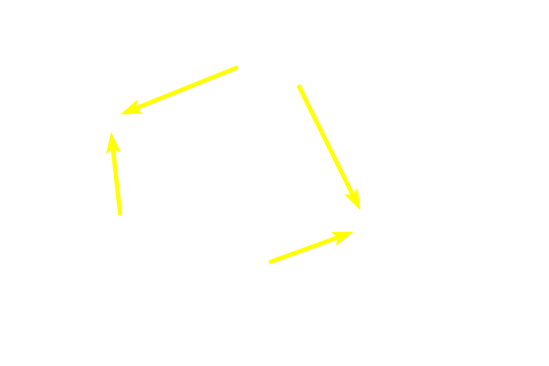 Direction of blood flow <p>The classic liver lobule is more clearly demarcated by connective tissue in a pig than in the human.  Blood enters the liver in the hepatic portal vein or hepatic artery; branches of both vessels are located in a portal canal.  From these branches, blood enters hepatic sinusoids between plates of hepatocytes and is carried into the central vein.  Bile is produced by the hepatocytes and flows in bile canaliculi toward the periphery of the lobule where it enters branches of the bile duct.  100x</p>

