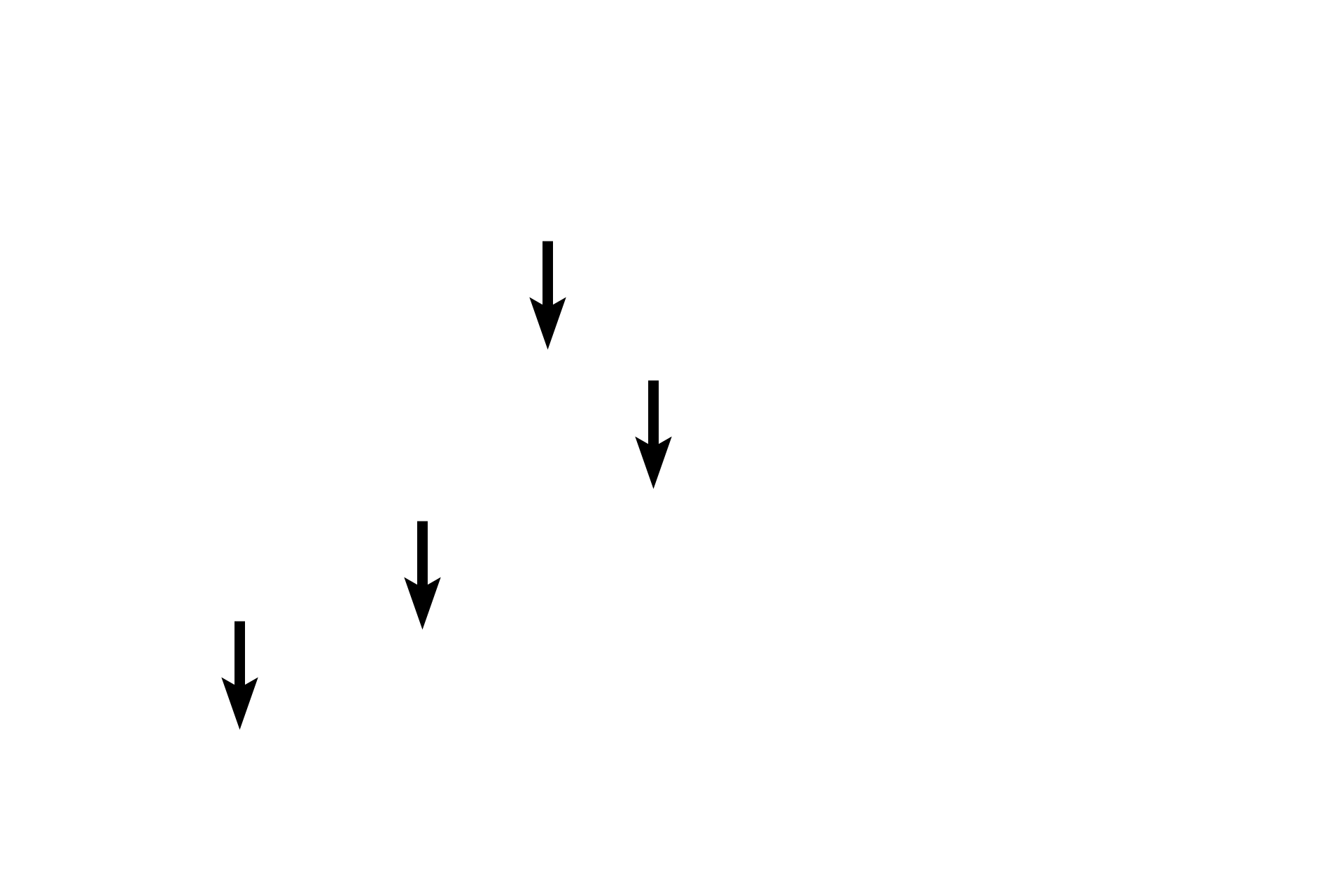 Hepatocytes <p>Connective tissue partitions surrounding lobules are minimal in primates, shown here, making lobules and portal canals more difficult to distinguish.  100x</p>
