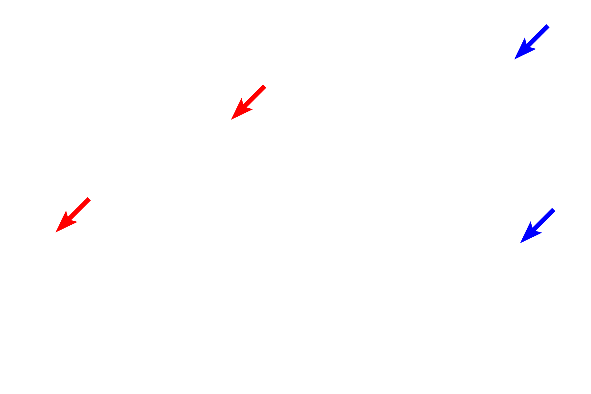 Bile ducts > <p>Bile ducts carry bile, the exocrine product of the liver, away from the lobule to the gall bladder and duodenum.  Bile is produced by hepatocytes and released into minute channels, bile canaliculi, located between hepatocytes.  Bile canaliculi anastomose and enter the portal canals as bile ducts, formed by simple cuboidal epithelium.  Bile flow, therefore, is toward the periphery of the liver lobule.</p>
