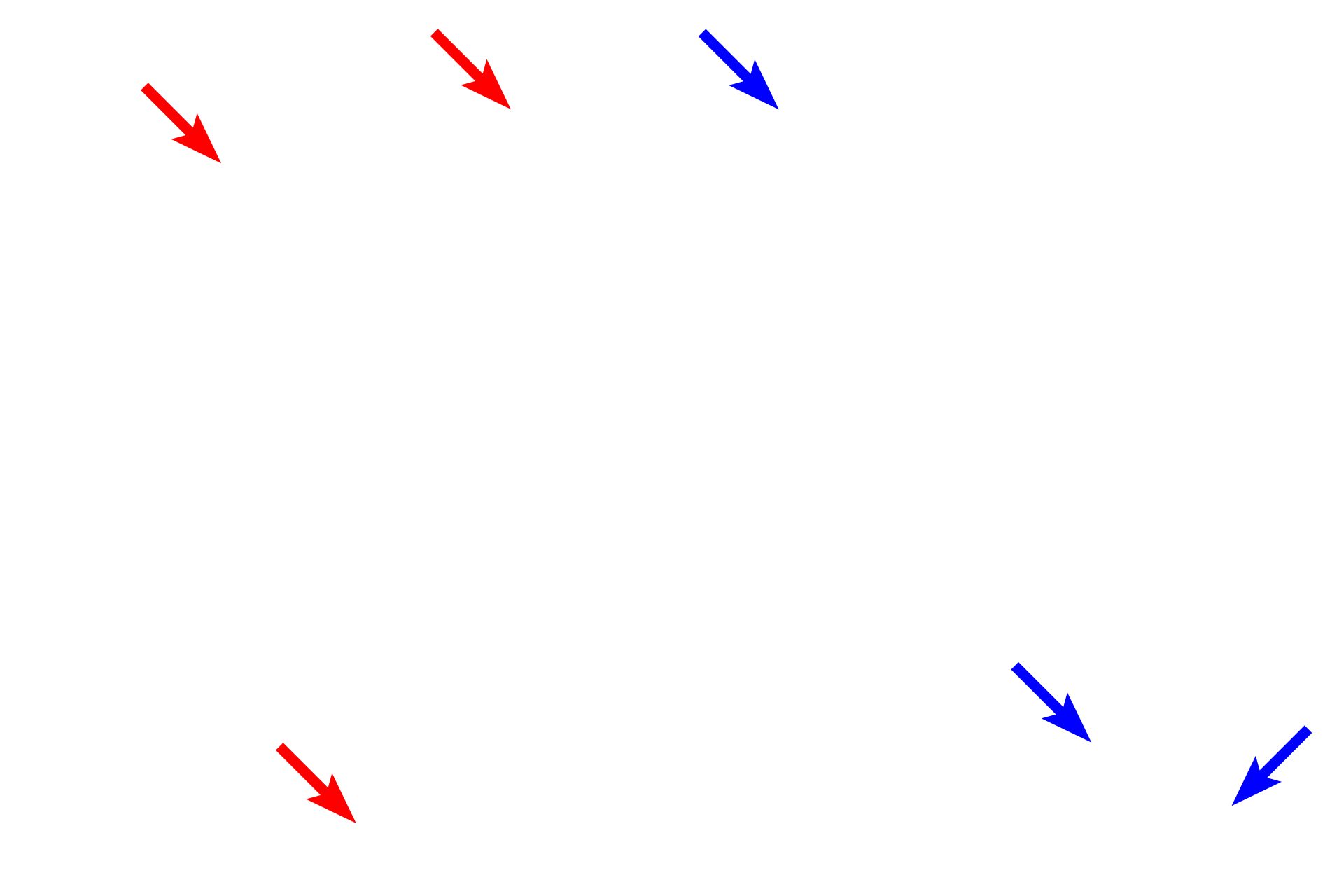 Hepatocytes > <p>Hepatocytes, the liver cells, are both endocrine- and exocrine-secreting cells.  Their exocrine function is the production of bile, that aids in the digestion of lipids.  Their endocrine function is the release of plasma proteins into the blood stream.  Hepatocytes are also involved in a myriad of other functions, including storing and mobilizing glucose, and degrading toxic substances.</p>
