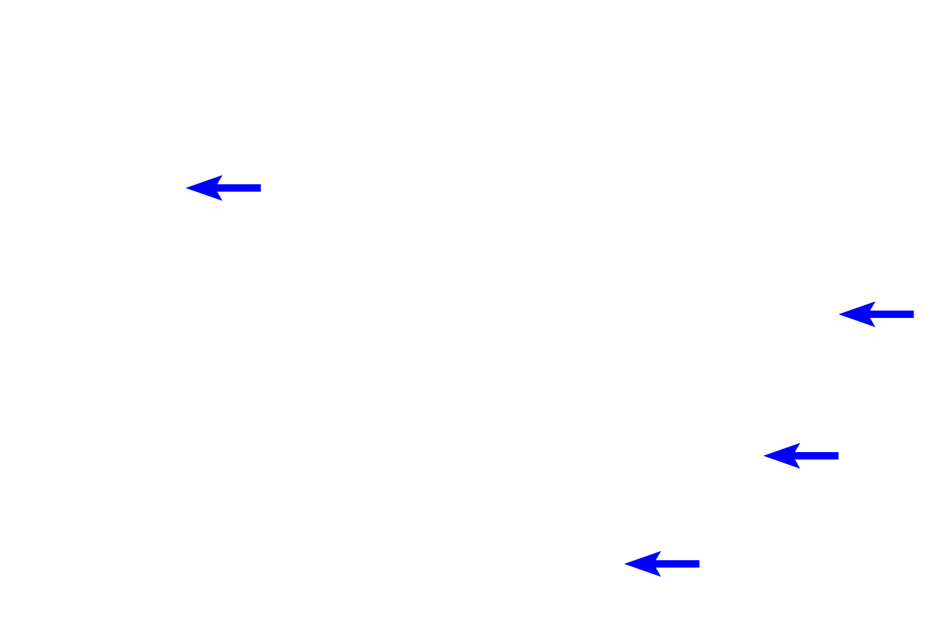 Hepatocytes <p>A central vein is located at the center of a classic liver lobule.  The central vein receives blood from the hepatic sinusoids separating plates of hepatocytes.  These plates form anastomosing rows that radiate out from the central vein.  Central veins anastomose to form three hepatic veins that drain into the inferior vena cava.  800x</p>
