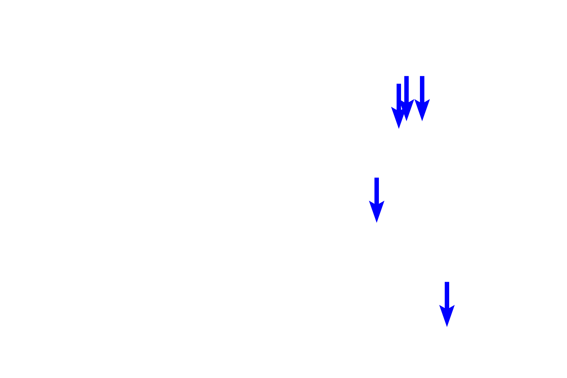 Blood cells <p>A central vein is located at the center of a classic liver lobule.  The central vein receives blood from the hepatic sinusoids separating plates of hepatocytes.  These plates form anastomosing rows that radiate out from the central vein.  Central veins anastomose to form three hepatic veins that drain into the inferior vena cava.  800x</p>
