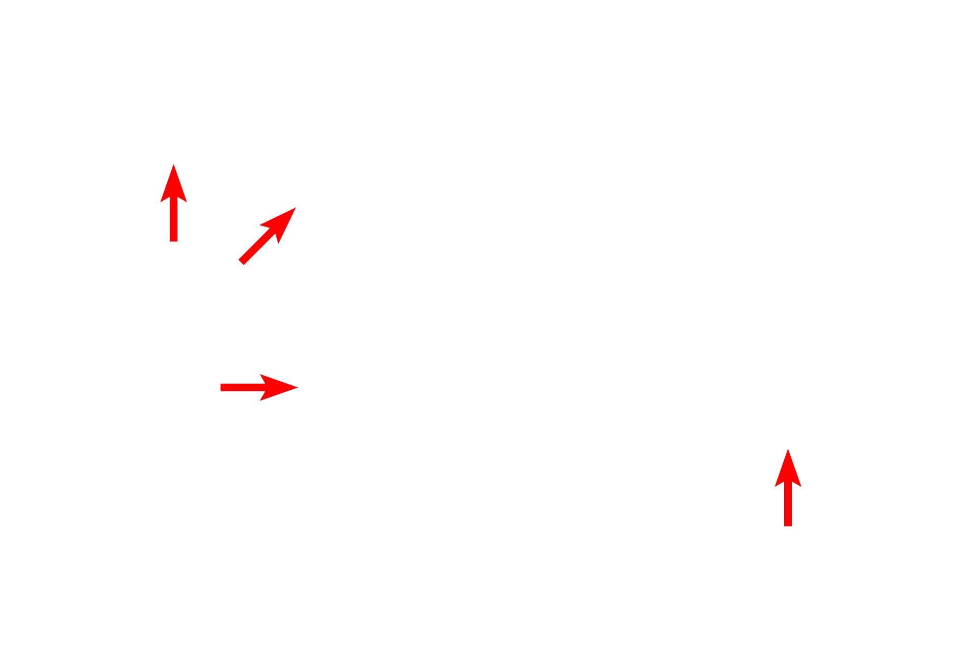  - Fenestrations and discontinuities <p>This electron micrograph of the liver shows several hepatocytes abutting wide-bore, discontinuous capillaries, or sinusoids.  Plates of hepatocytes, located between the sinusoids, are separated from them by the space of Disse.  Plates of hepatocytes are arranged as a single row of cells, as seen here, or in plates two cells wide.  5000x</p>
