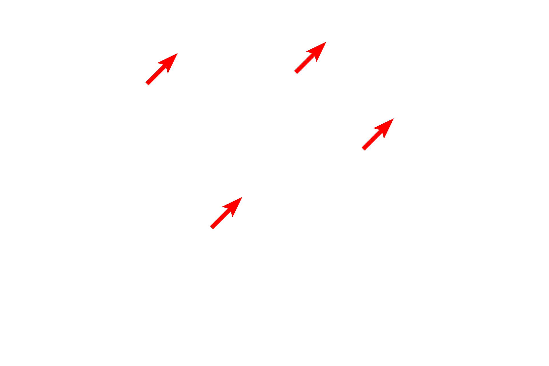  - Rough endoplasmic reticulum <p>Because hepatocytes are such active cells, their nuclei are always very euchromatic, and the cells possess large numbers of mitochondria.  Hepatocytes have abundant rough endoplasmic reticulum, the site of plasma protein production, that constitutes a major portion of the gland’s endocrine secretion.  Numerous glycogen granules, the storage form of glucose, are present.</p>
