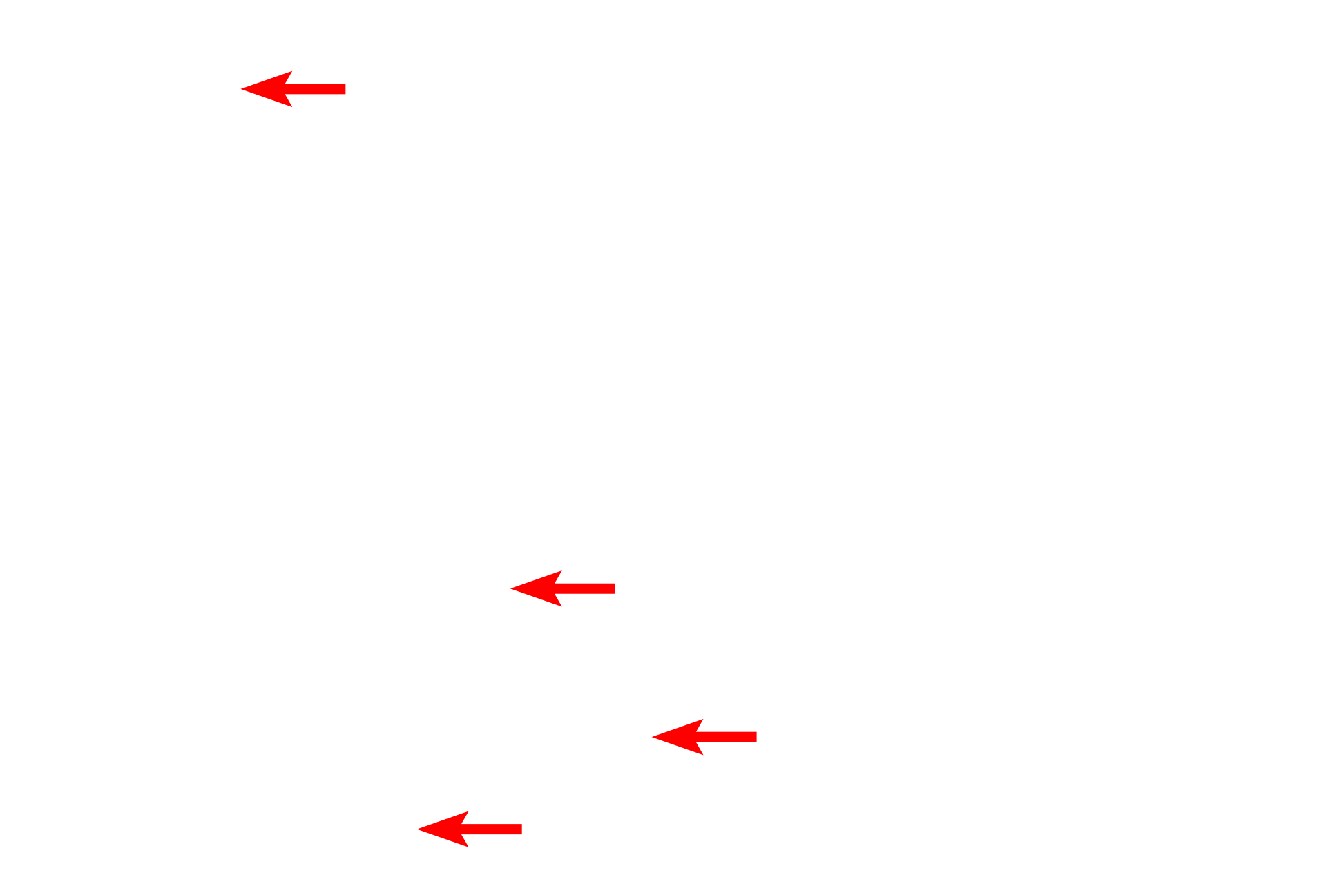  - Glycogen granules <p>Because hepatocytes are such active cells, their nuclei are always very euchromatic, and the cells possess large numbers of mitochondria.  Hepatocytes have abundant rough endoplasmic reticulum, the site of plasma protein production, that constitutes a major portion of the gland’s endocrine secretion.  Numerous glycogen granules, the storage form of glucose, are present.</p>
