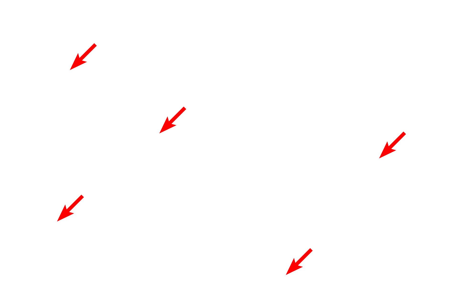  - Microvilli > <p>Microvilli increase the surface area of each hepatocyte.  These microvilli project into the space of Disse, a perisinusoidal space between the hepatocytes and the sinusoids.  Blood plasma escapes through endothelial fenestrations and gaps between endothelial cells to enter the space of Disse, thereby directly contacting the hepatocytes and their microvilli.</p>
