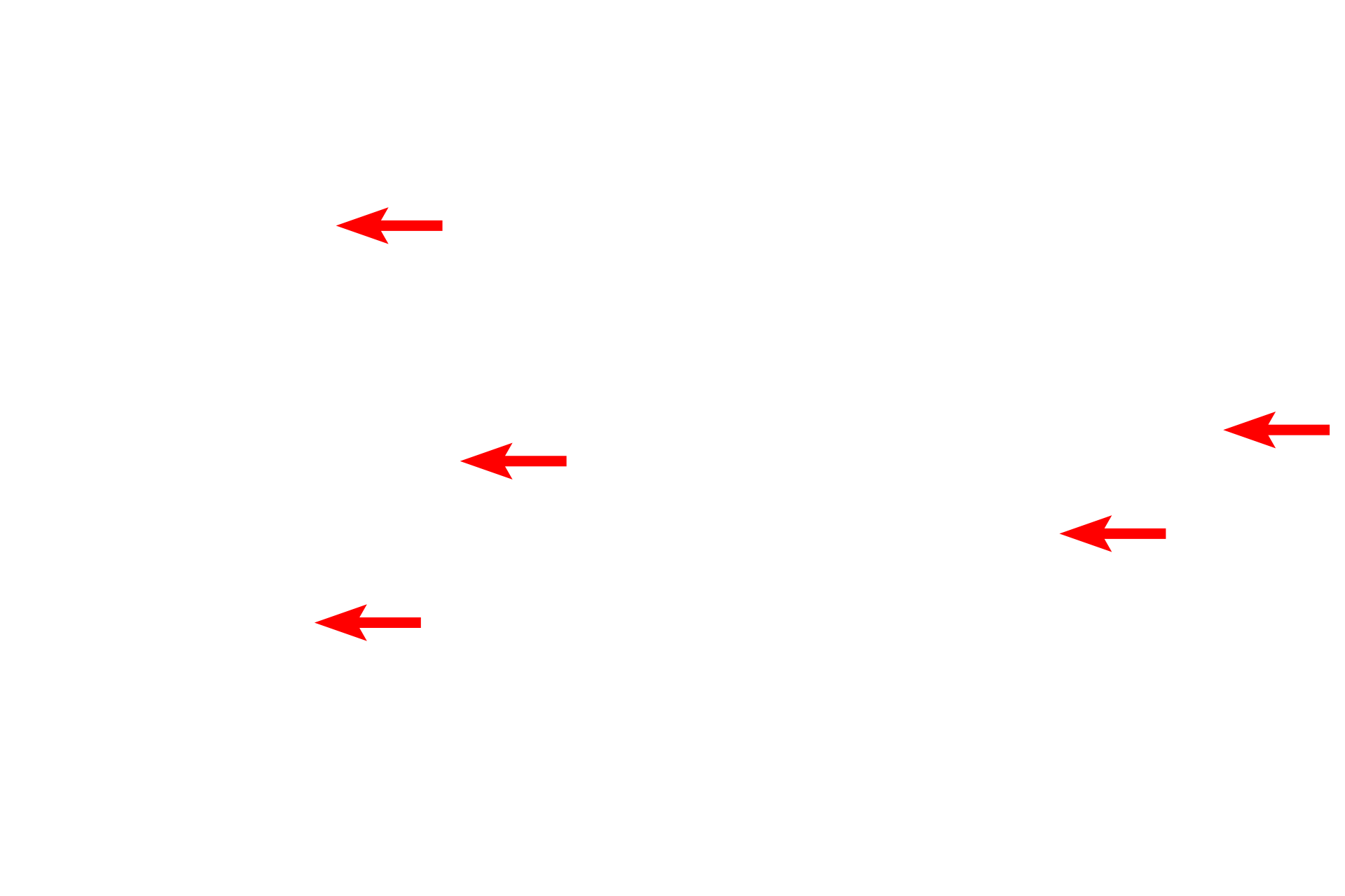 Space of Disse <p>This electron micrograph of the liver shows several hepatocytes abutting wide-bore, discontinuous capillaries, or sinusoids.  Plates of hepatocytes, located between the sinusoids, are separated from them by the space of Disse.  Plates of hepatocytes are arranged as a single row of cells, as seen here, or in plates two cells wide.  5000x</p>
