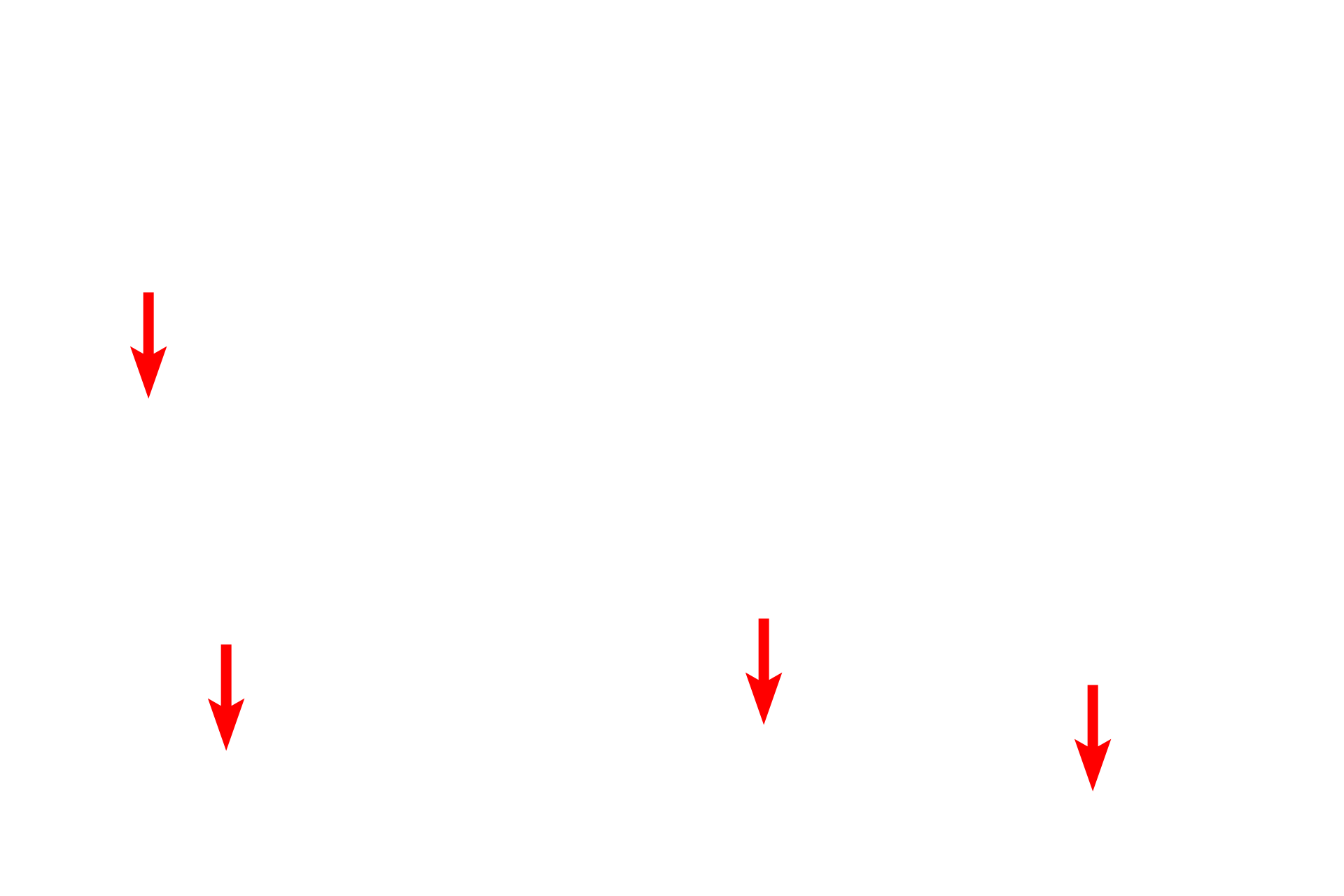  - Secretory granules <p>Because the islets of Langerhans are endocrine cell clusters, they are supplied by fenestrated capillaries.  A fenestrated capillary lies adjacent to an endocrine secretory cell.  10,000x</p>
