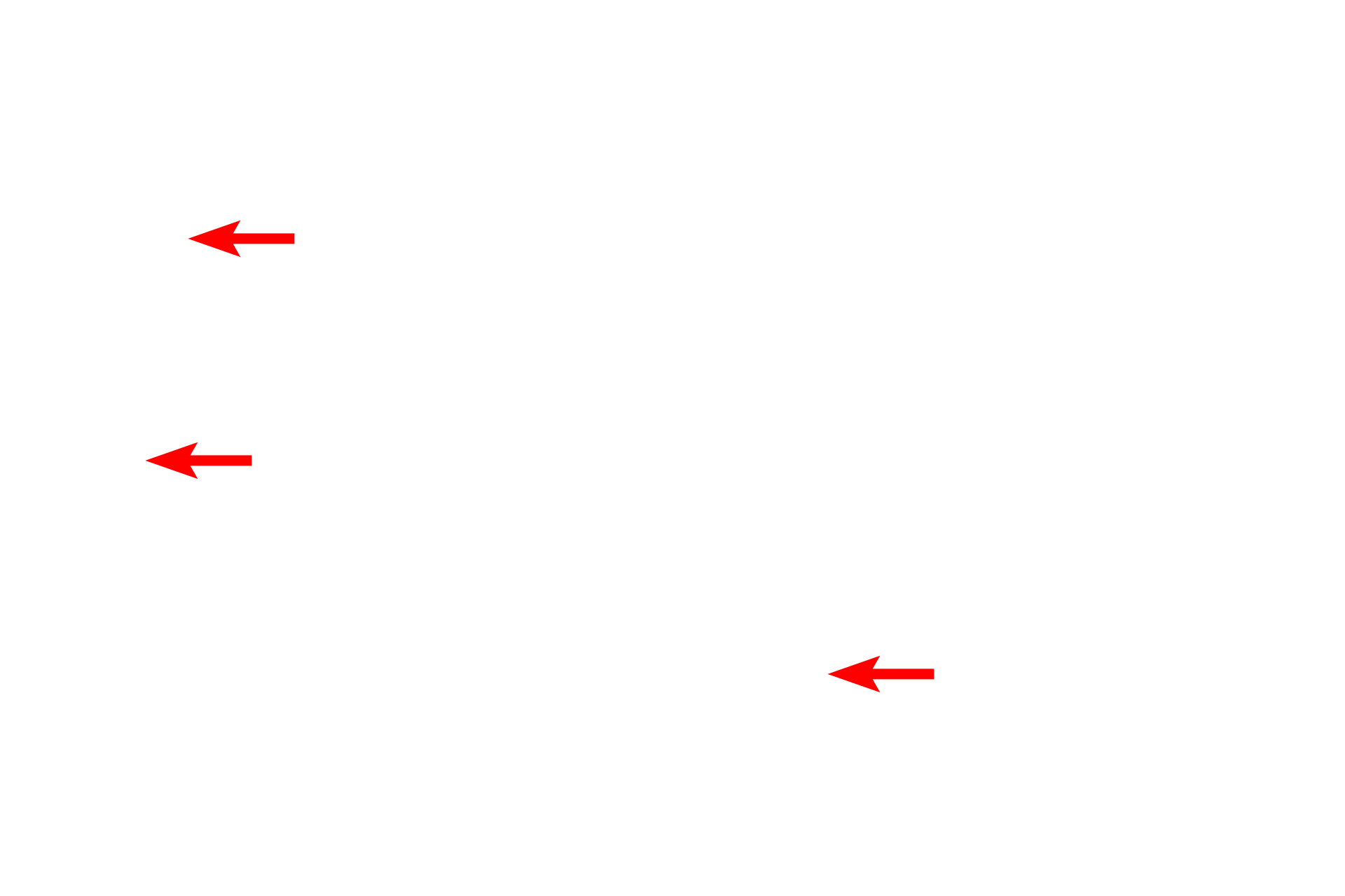  - Mitochondria <p>Because the islets of Langerhans are endocrine cell clusters, they are supplied by fenestrated capillaries.  A fenestrated capillary lies adjacent to an endocrine secretory cell.  10,000x</p>
