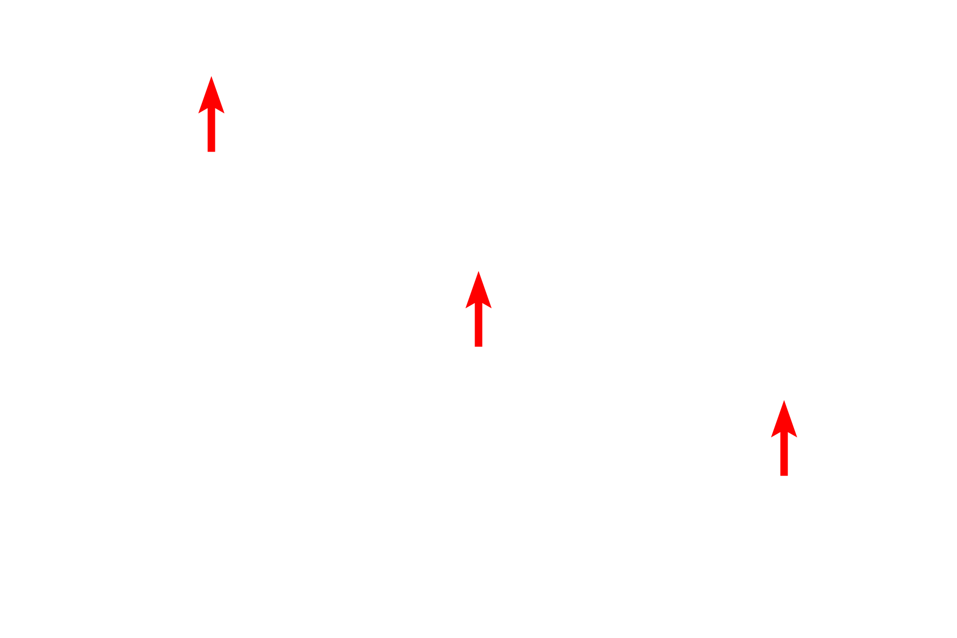  - Basal lamina of endothelial cell <p>Because the islets of Langerhans are endocrine cell clusters, they are supplied by fenestrated capillaries.  A fenestrated capillary lies adjacent to an endocrine secretory cell.  10,000x</p>
