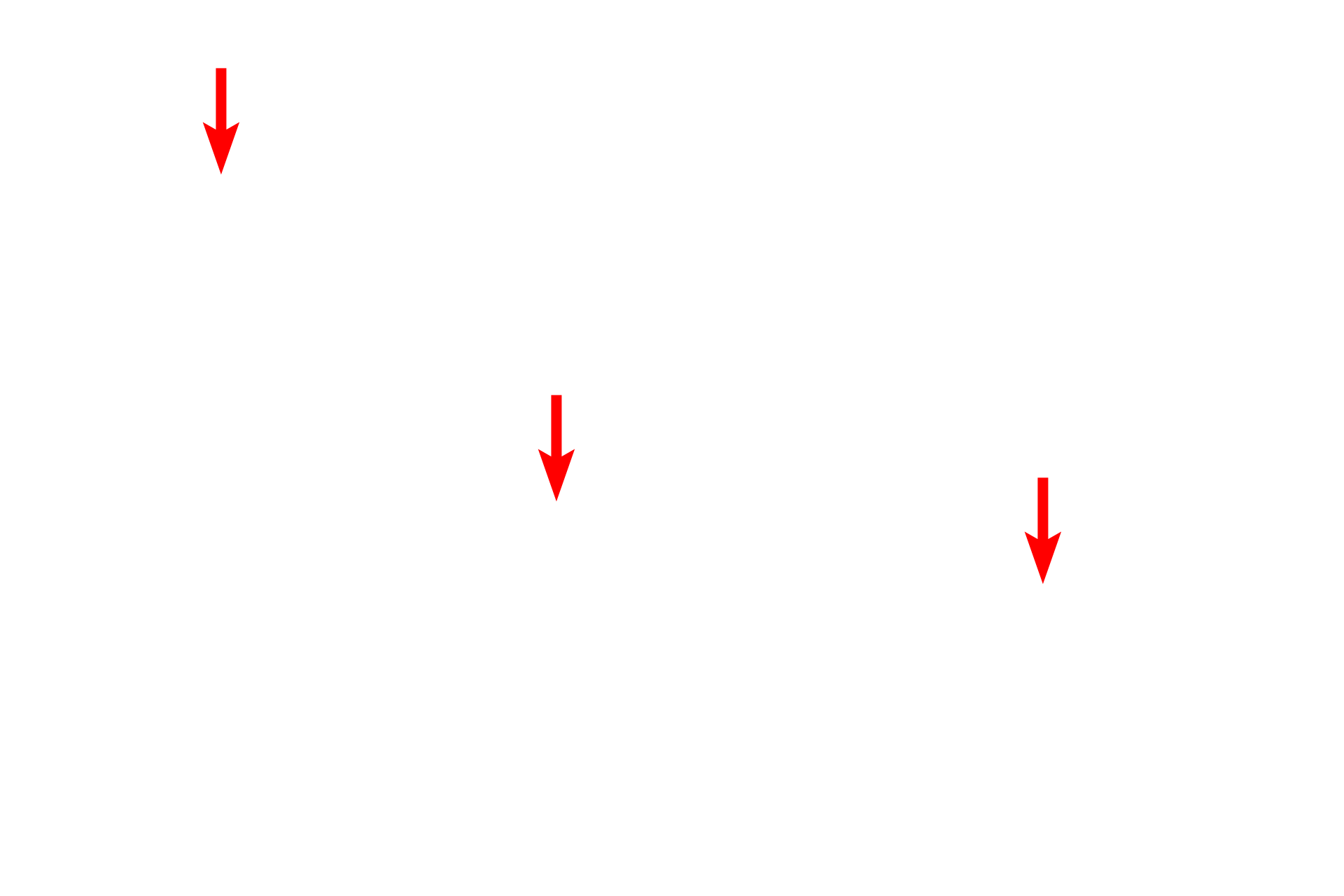  - Basal lamina of endocrine cell <p>Because the islets of Langerhans are endocrine cell clusters, they are supplied by fenestrated capillaries.  A fenestrated capillary lies adjacent to an endocrine secretory cell.  10,000x</p>
