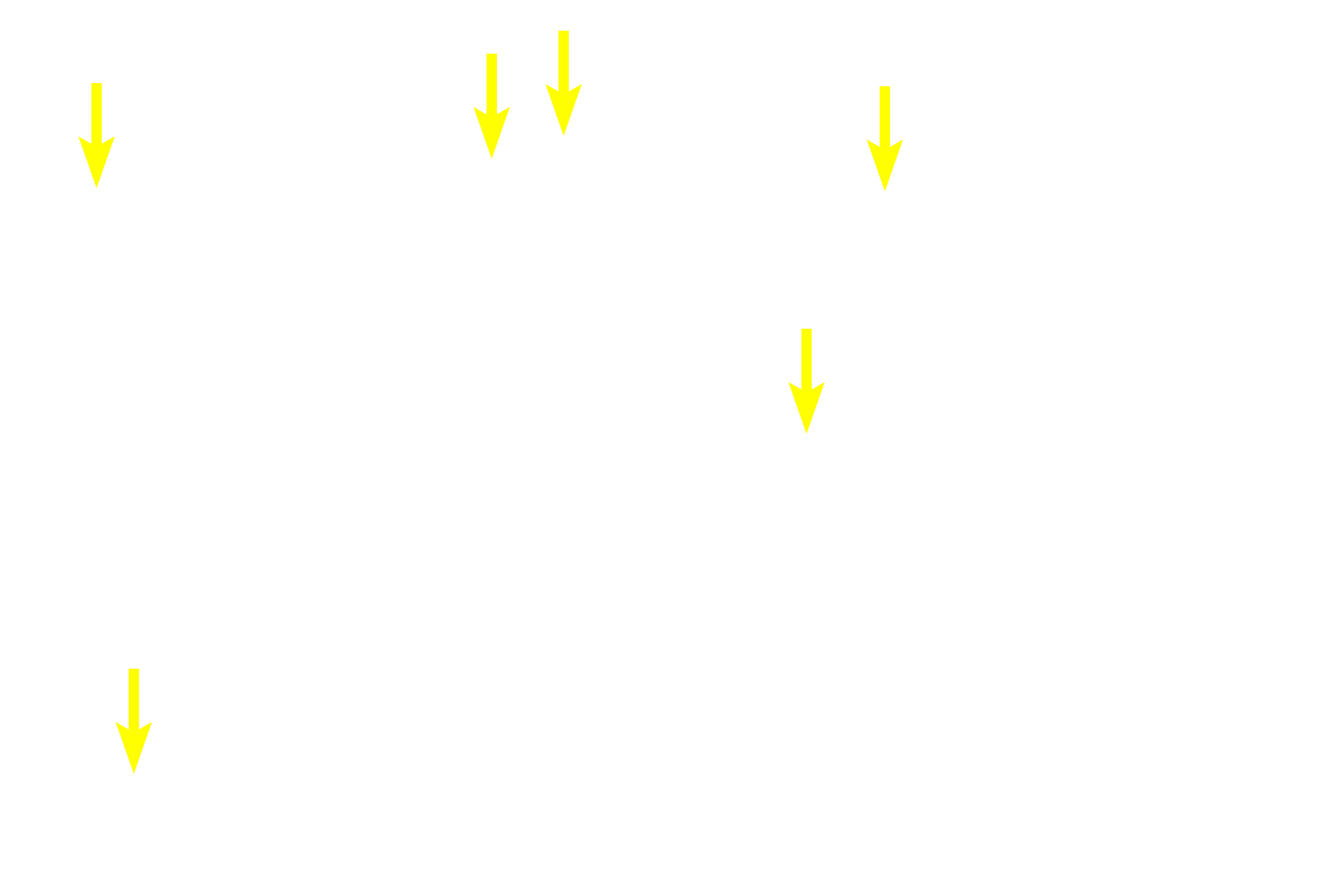  - Ducts <p>The cells of the exocrine pancreas are located in discretely organized acini, whereas cells of the endocrine pancreas are represented by highly vascularized cell clusters called islets of Langerhans.<br />
 100x</p>
