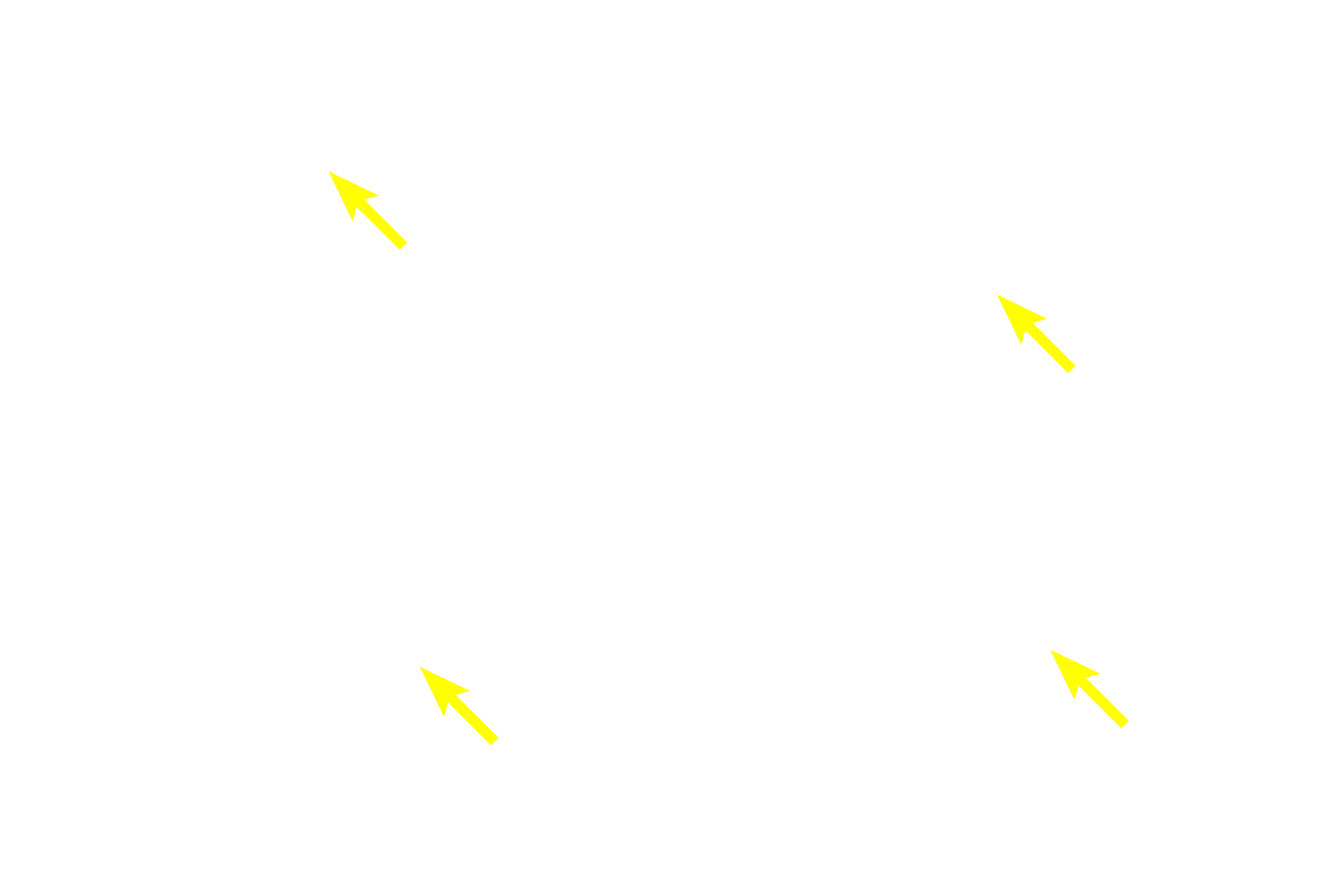 Secretory granules <p>Images of acini show the beginning of the duct system starting with the centroacinar cells.  In the top row, centroacinar cells are seen in the center of the acinus.  In the bottom row, the first portion of the intercalated duct is visible as well as its continuity with the centroacinar cells.  1000x</p>
