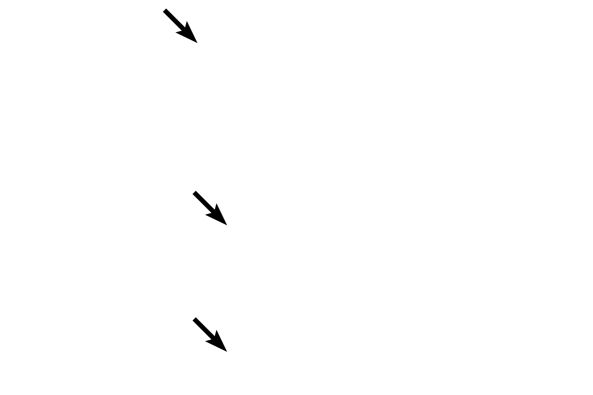 Orbicularis oris muscle <p>The ducts of labial glands empty into the vestibule of the oral cavity.</p>
