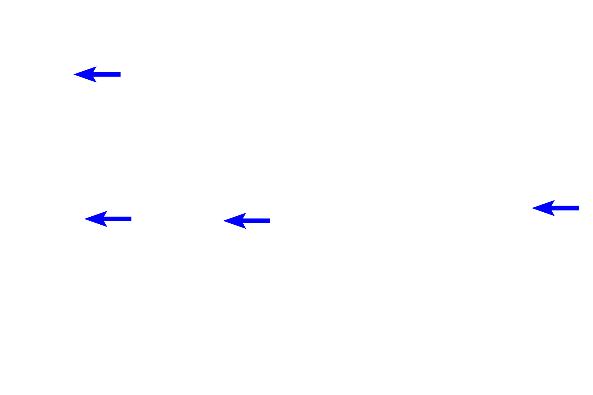  - Serous acini <p>The minor salivary glands of the lip, also called labial glands,  produce both serous and mucous secretions; their ducts empty into the vestibule of the oral cavity.  The epithelium and surface of the inner lip lie above this image.  These glands are located in the submucosa near the fibers forming the orbicularis oris muscle.  100x</p>
