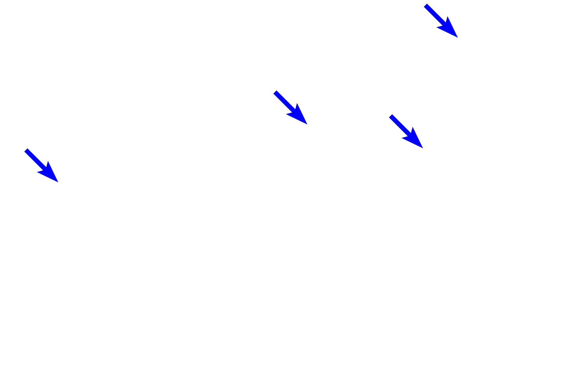  - Ducts of labial glands <p>The minor salivary glands of the lip, also called labial glands,  produce both serous and mucous secretions; their ducts empty into the vestibule of the oral cavity.  The epithelium and surface of the inner lip lie above this image.  These glands are located in the submucosa near the fibers forming the orbicularis oris muscle.  100x</p>
